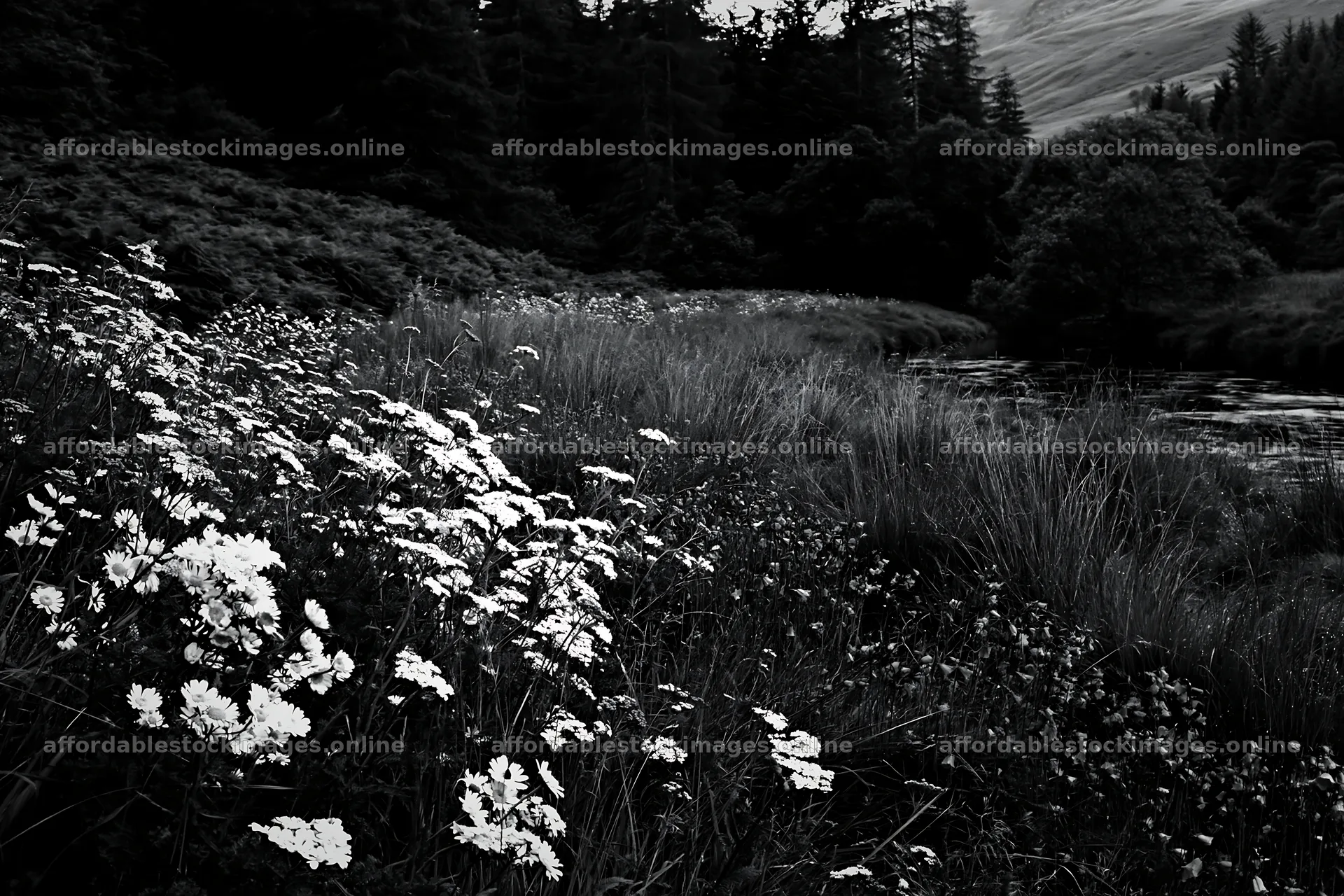 Woodland meadow flower border beside stream in black and white – stock images 9722x6480