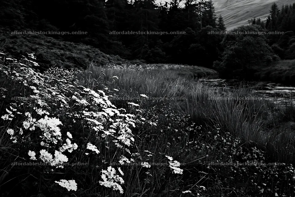Woodland meadow flower border beside stream in black and white – stock images 9722x6480