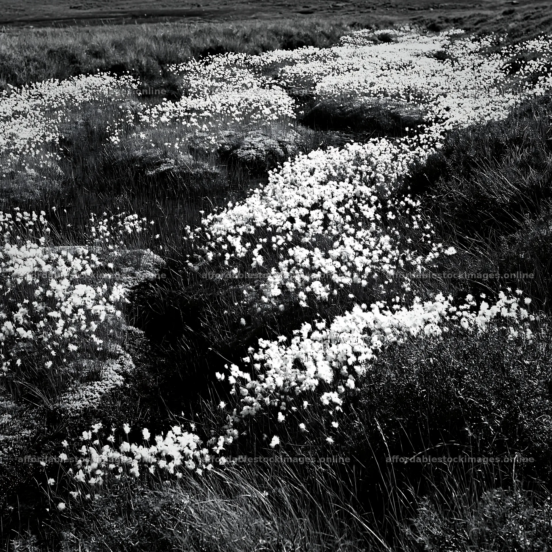 Cottongrass meadow glow in natural light – stock images 7938x7938