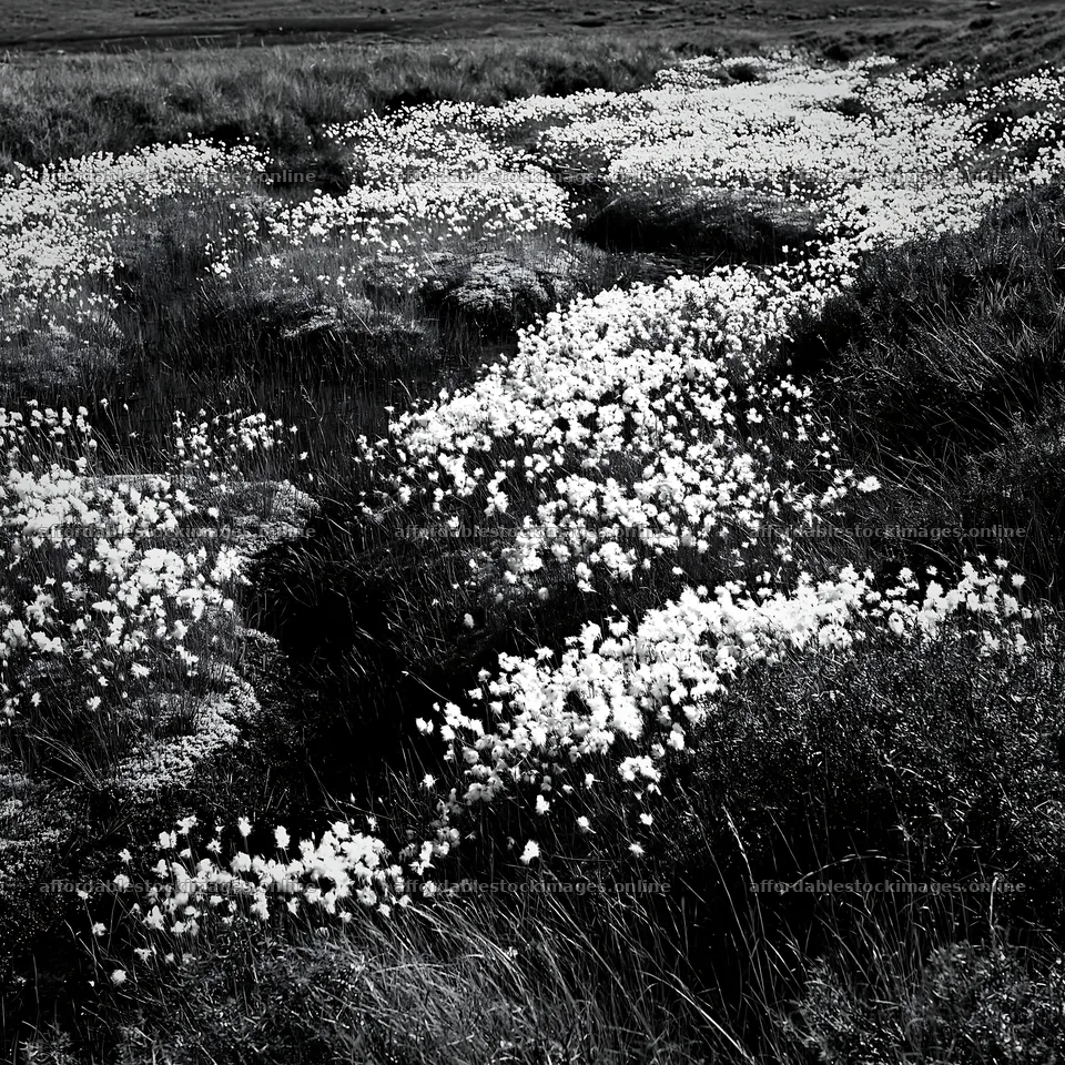 Cottongrass meadow glow in natural light – stock images 7938x7938