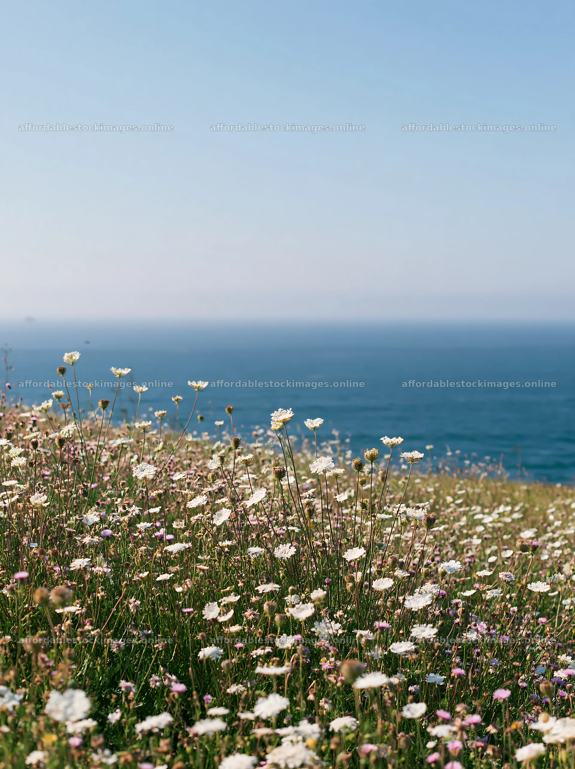 Coastal meadow cliffs with wildflowers by the ocean – stock images 6866x9174