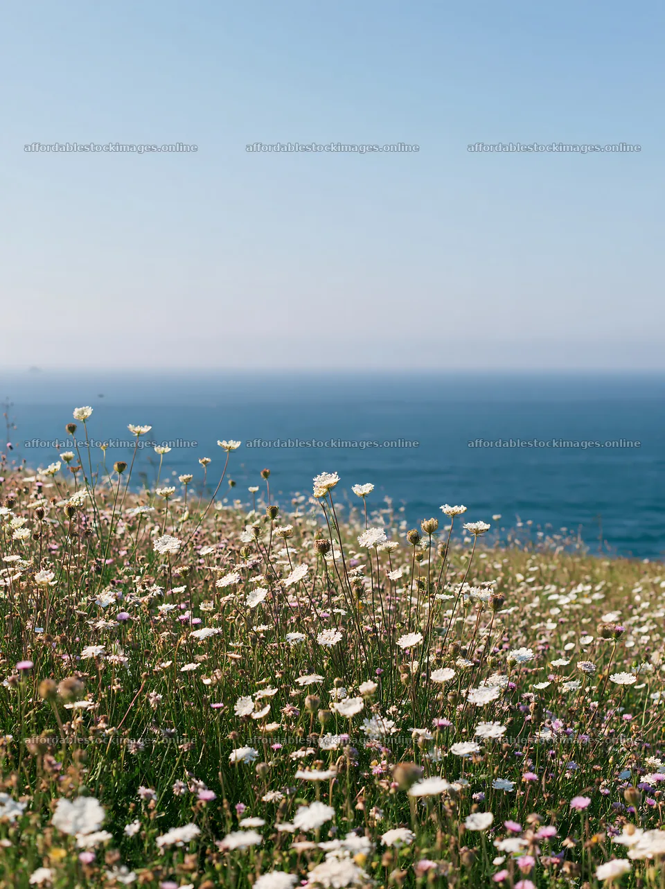 Coastal meadow cliffs with wildflowers by the ocean – stock images 6866x9174