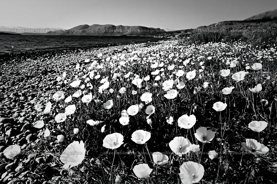 Beachside flower meadow with white flowers along the shore – stock images 9722x6480