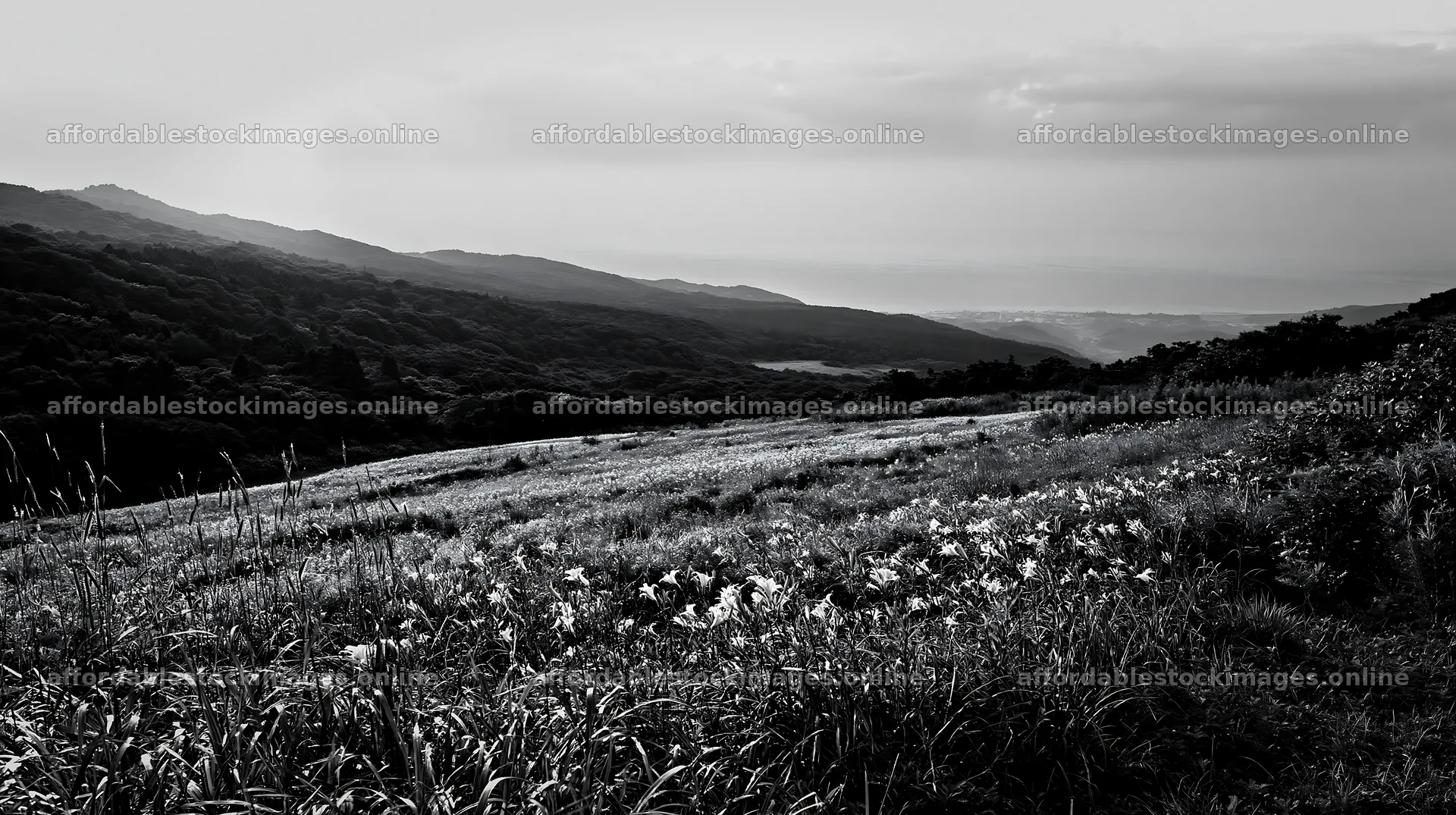 Iwate rain refreshed meadow seedhead foreground – stock images 10608x5938