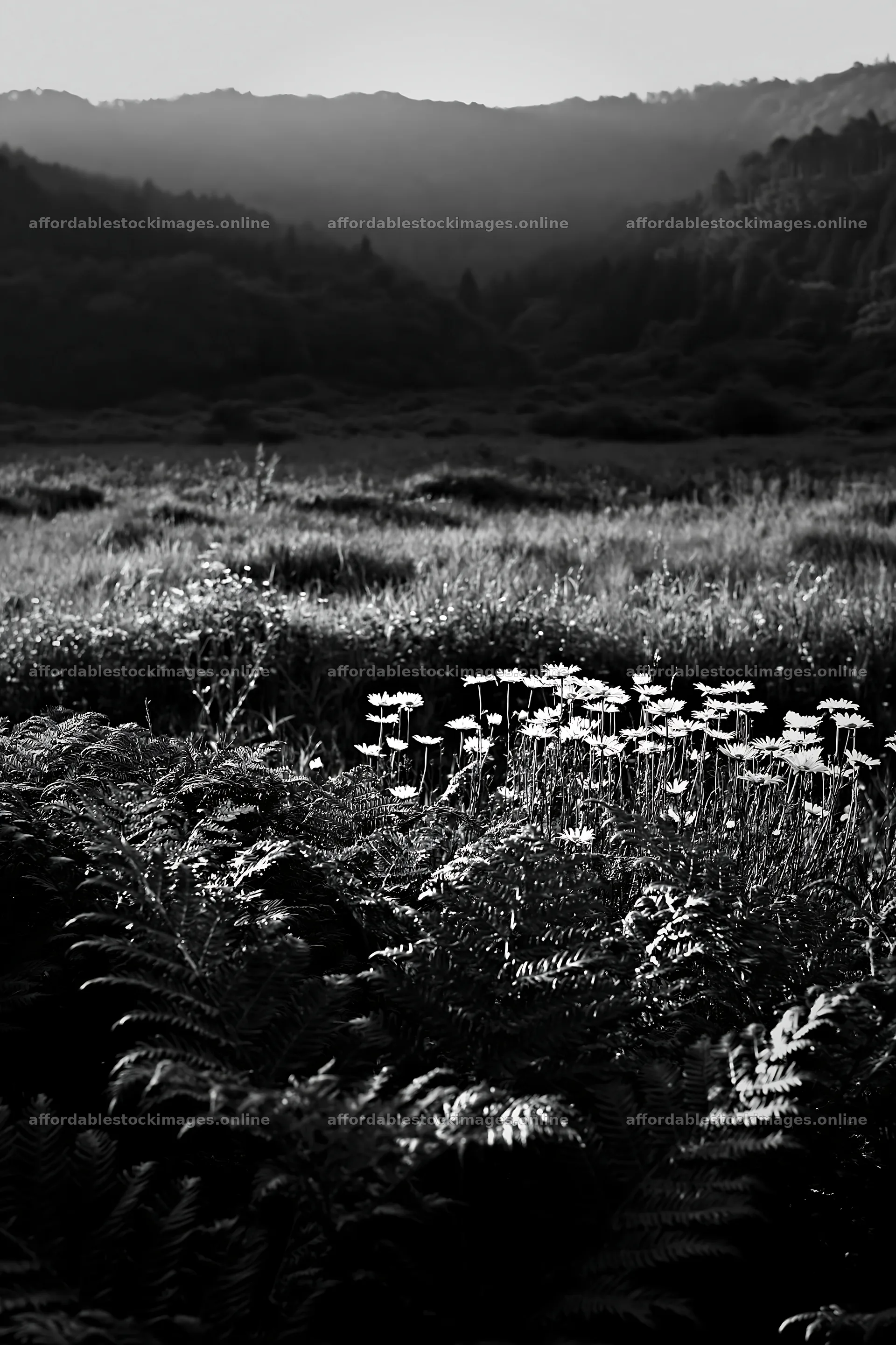 Nara summer meadow with fern foreground and distant hills – stock images 6480x9722