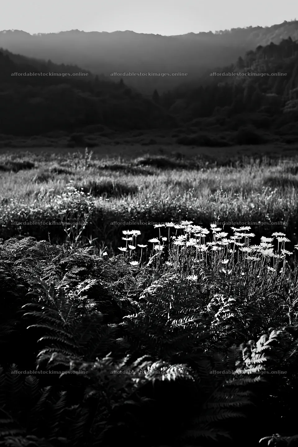 Nara summer meadow with fern foreground and distant hills – stock images 6480x9722