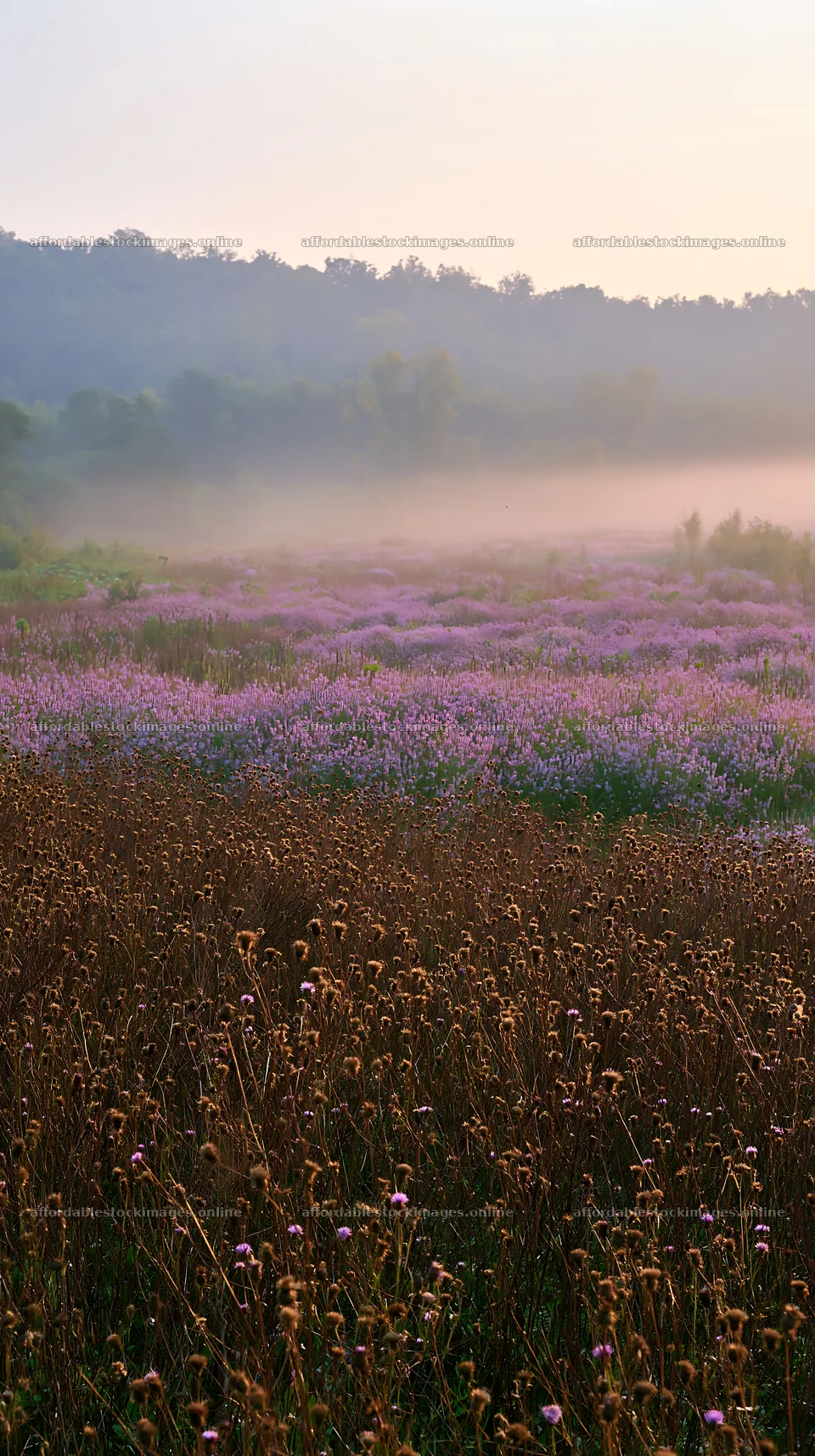 Violet knapweed meadow at dawn in a misty landscape – stock images 5938x10608