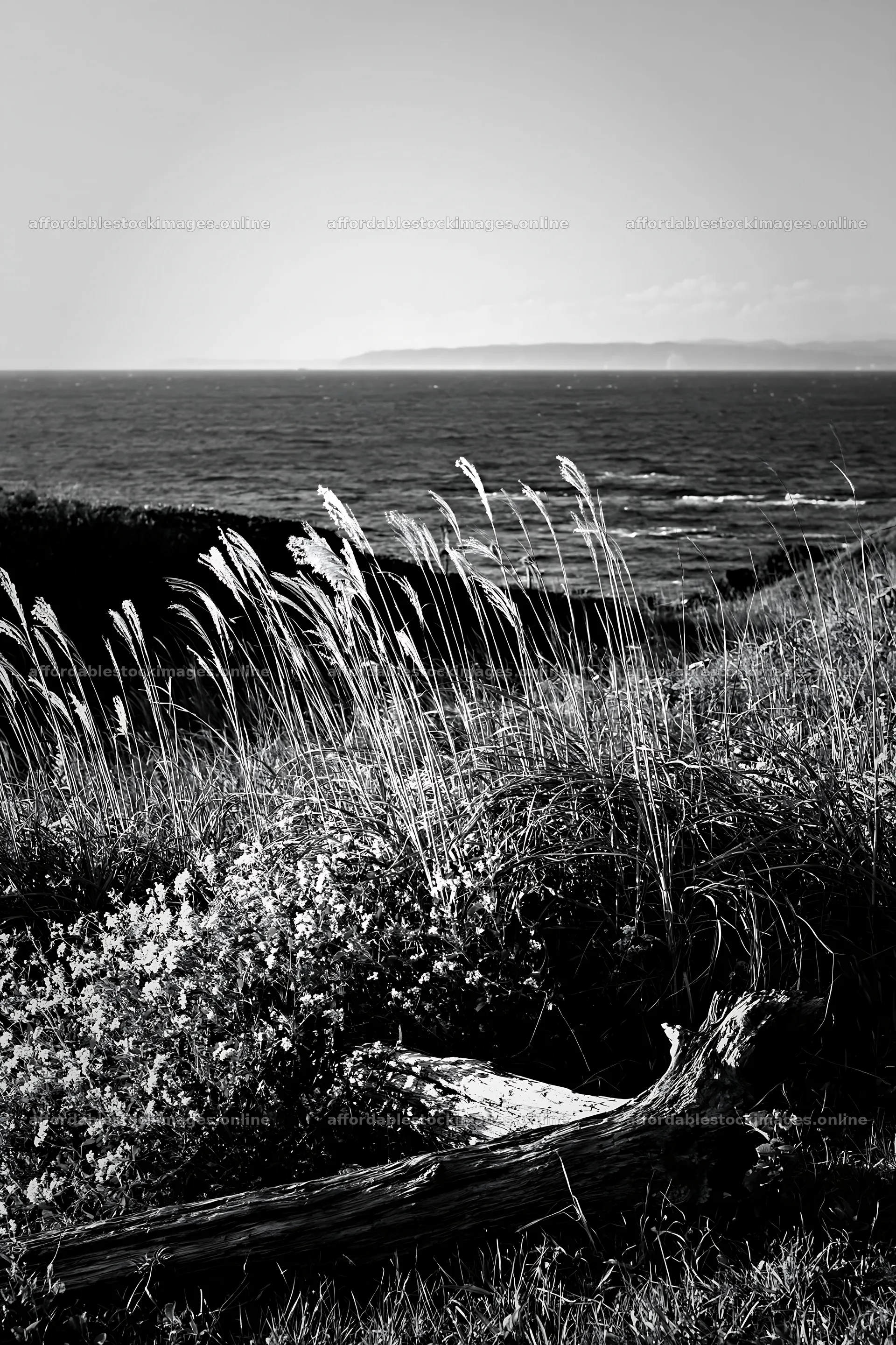Chiba coastal climate meadow with driftwood in foreground – stock images 6480x9722