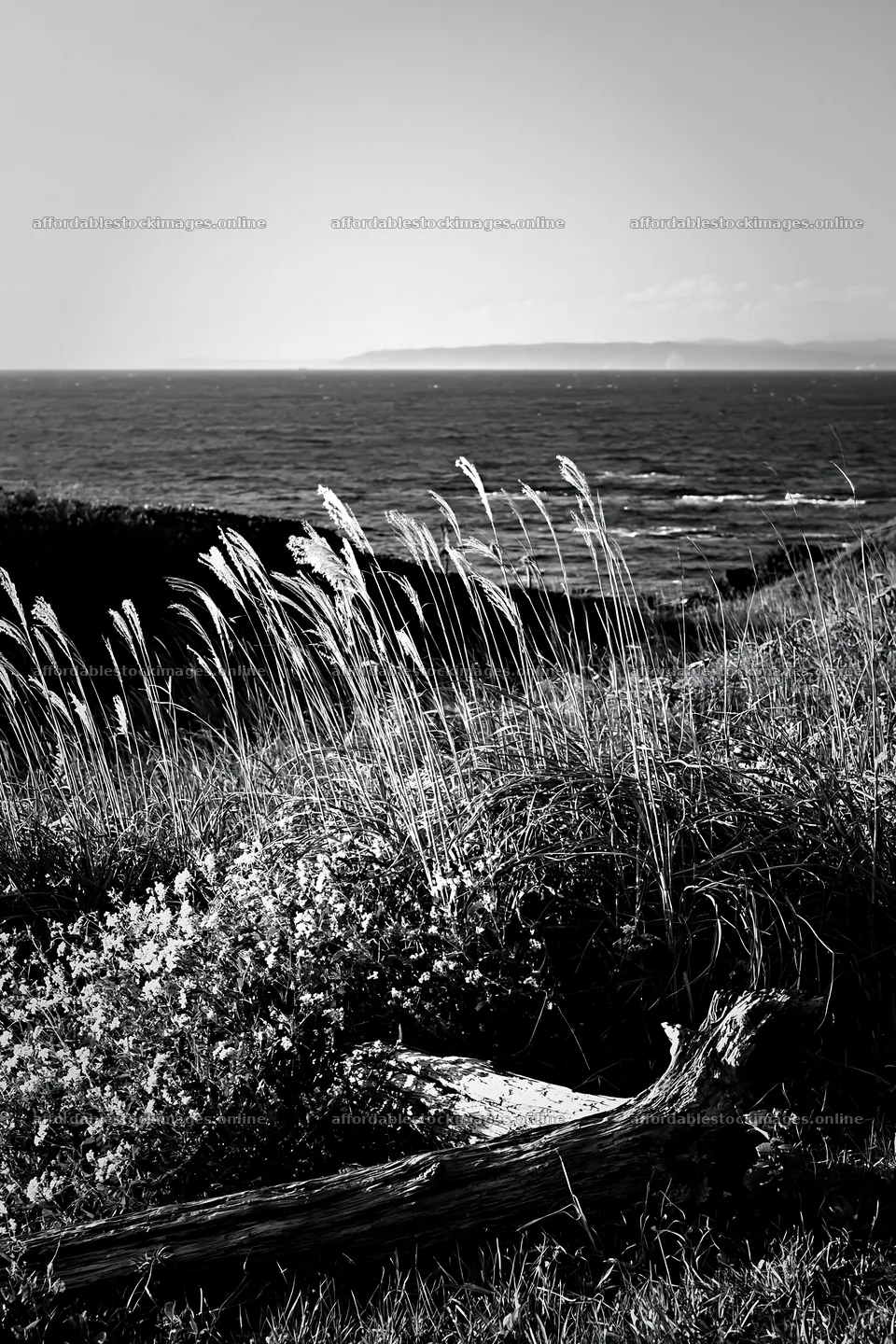 Chiba coastal climate meadow with driftwood in foreground – stock images 6480x9722