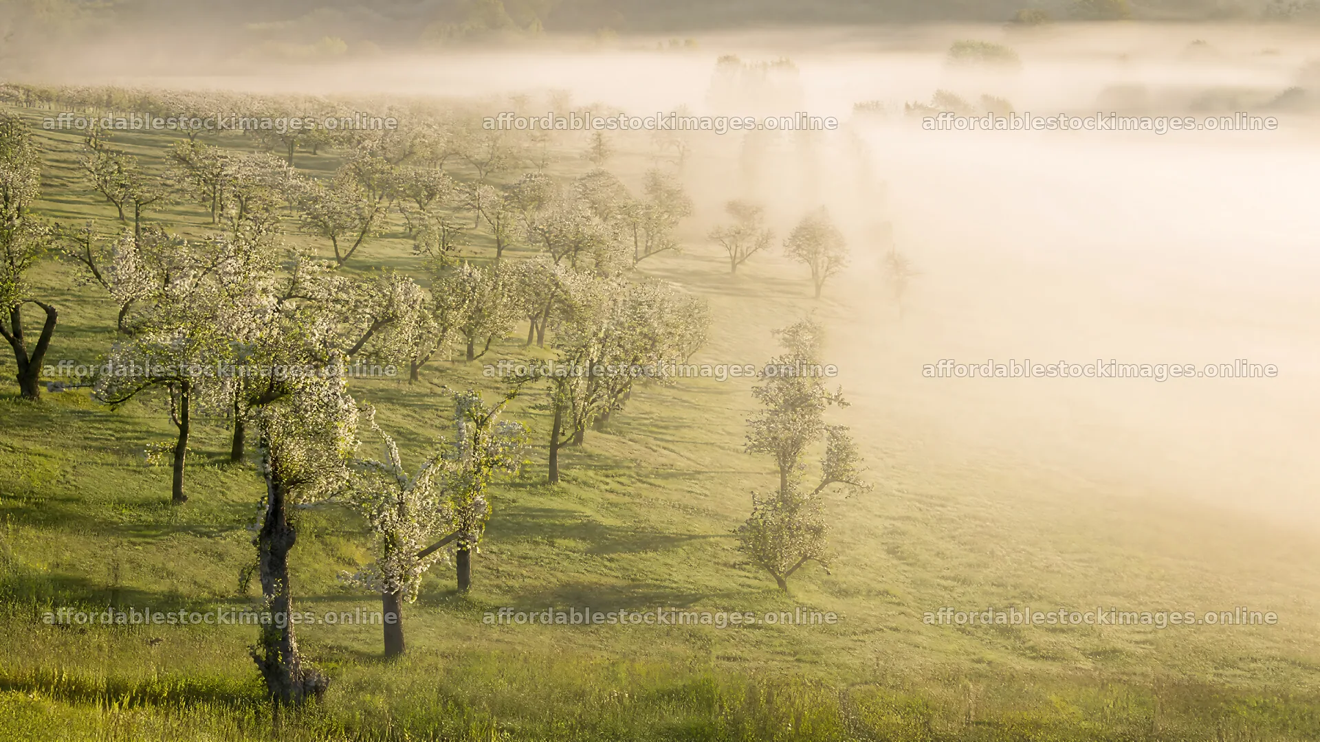 Apple blossom meadow with mist in early morning light – stock images 10584x5952