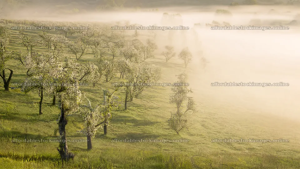 Apple blossom meadow with mist in early morning light – stock images 10584x5952