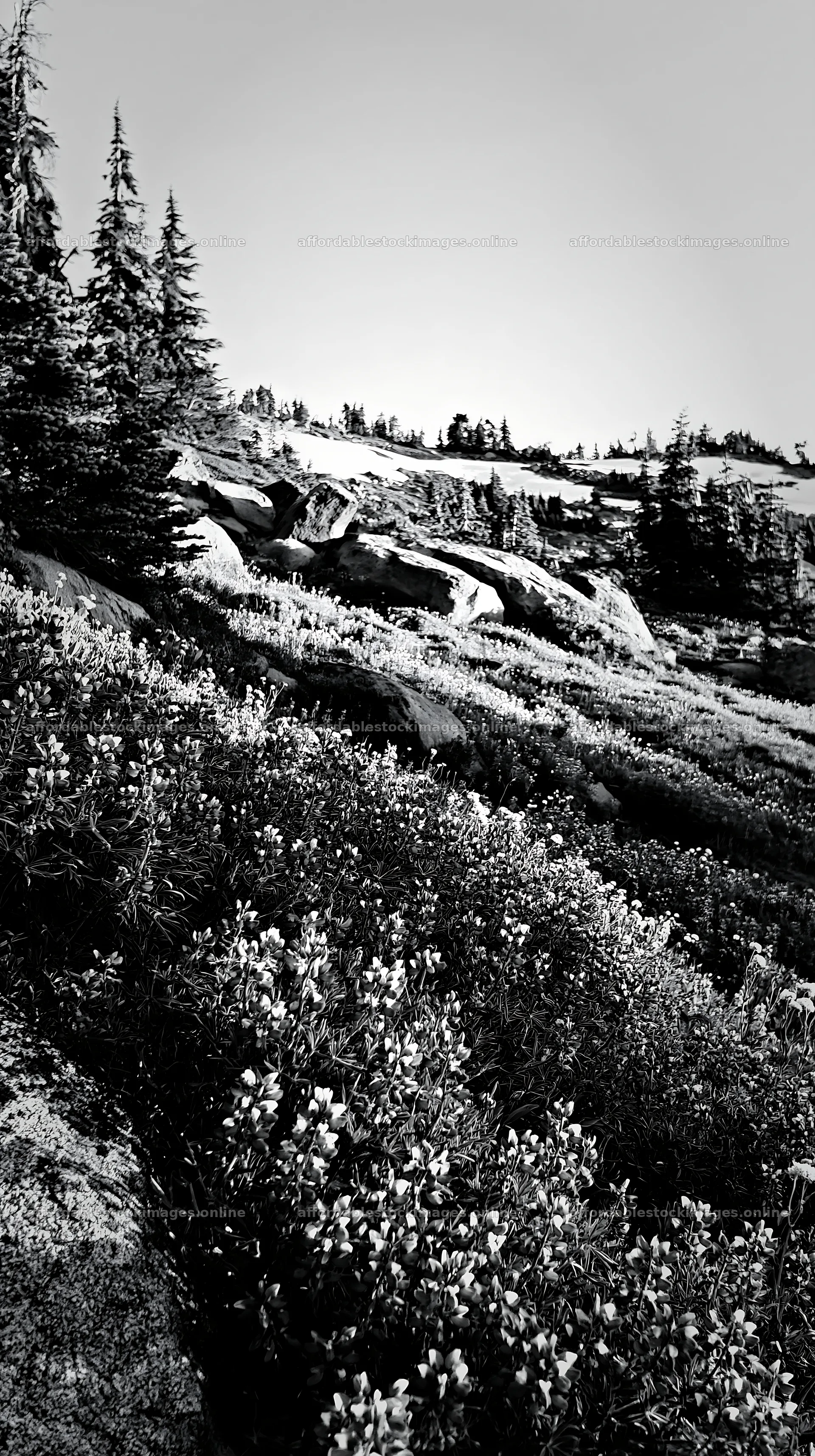 Meadow with boulders and wildflowers under clear blue sky – stock images 5938x10608