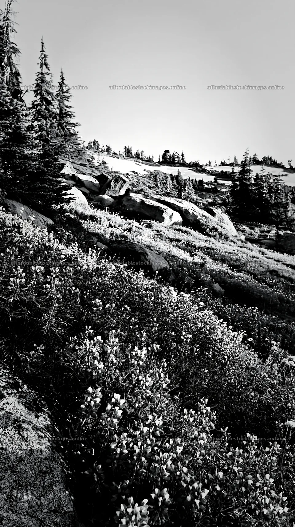 Meadow with boulders and wildflowers under clear blue sky – stock images 5938x10608