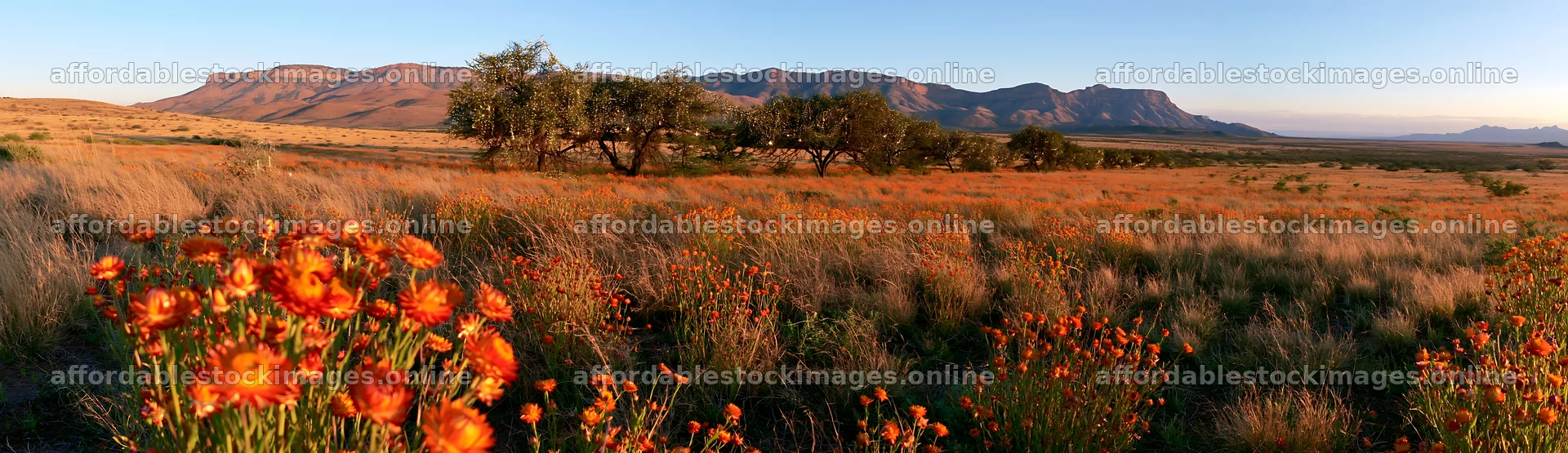 Expansive meadow with orange flowers and mountain backdrop – stock images 14762x4268