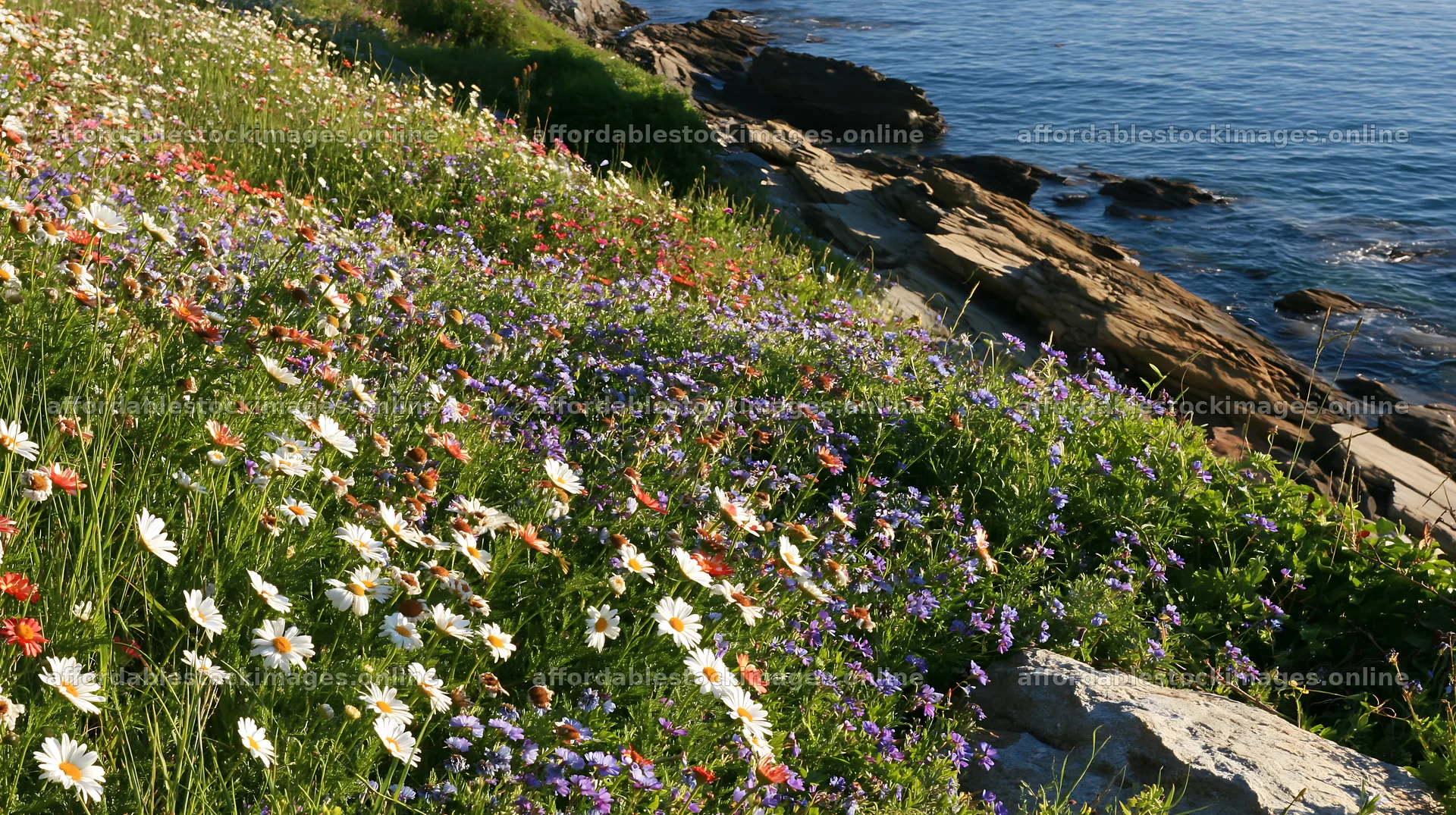 Wildflowers bloom in an Italian meadow by the rocky coast – stock images 10608x5938