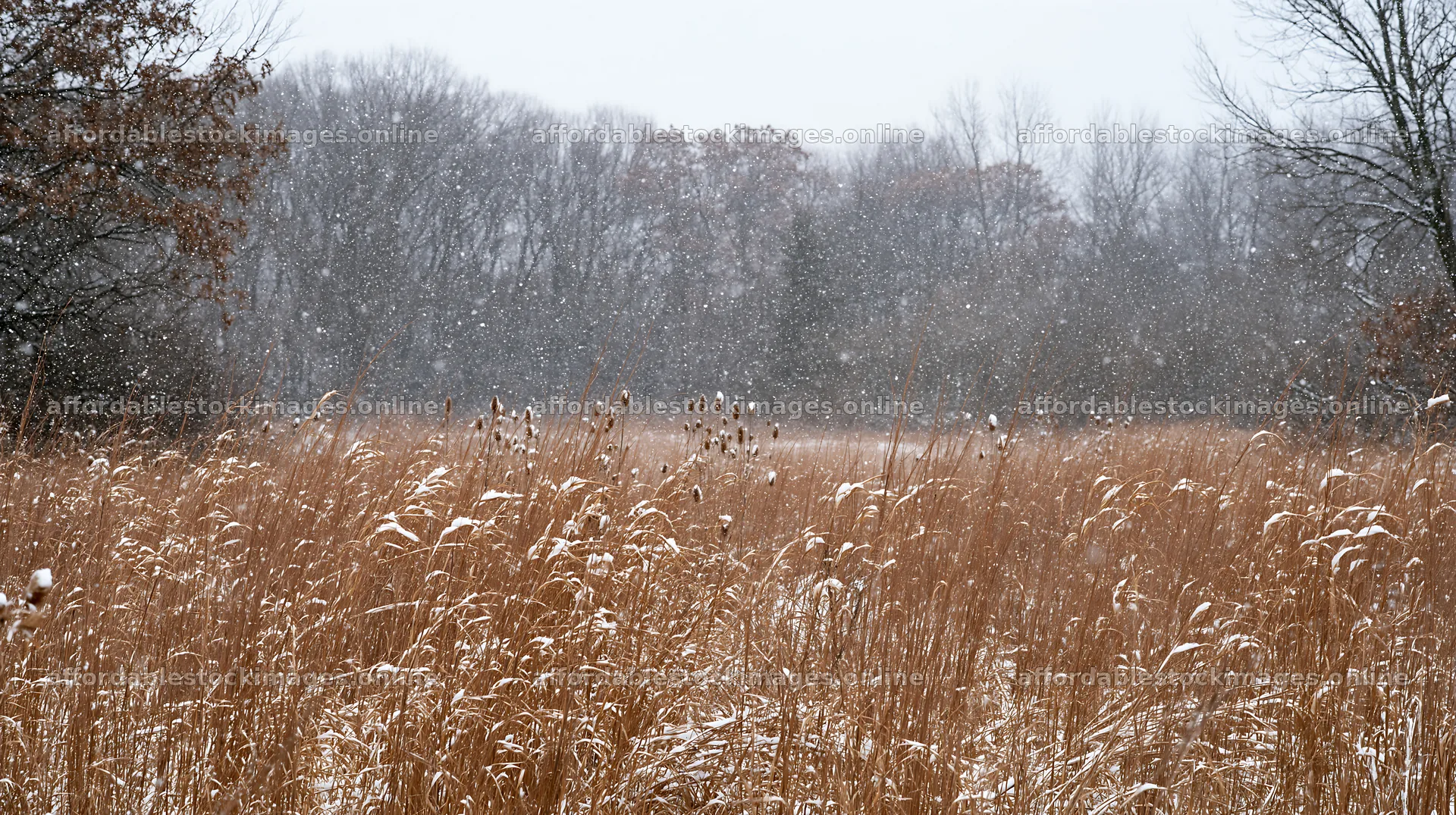 Snowfall over tall grass meadow in winter – stock images 10608x5938