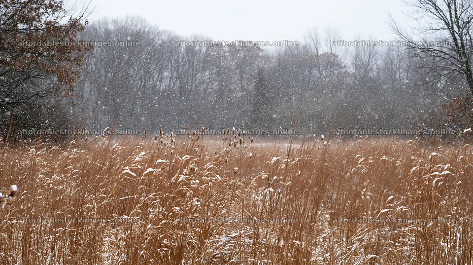 Snowfall over tall grass meadow in winter – stock images 10608x5938