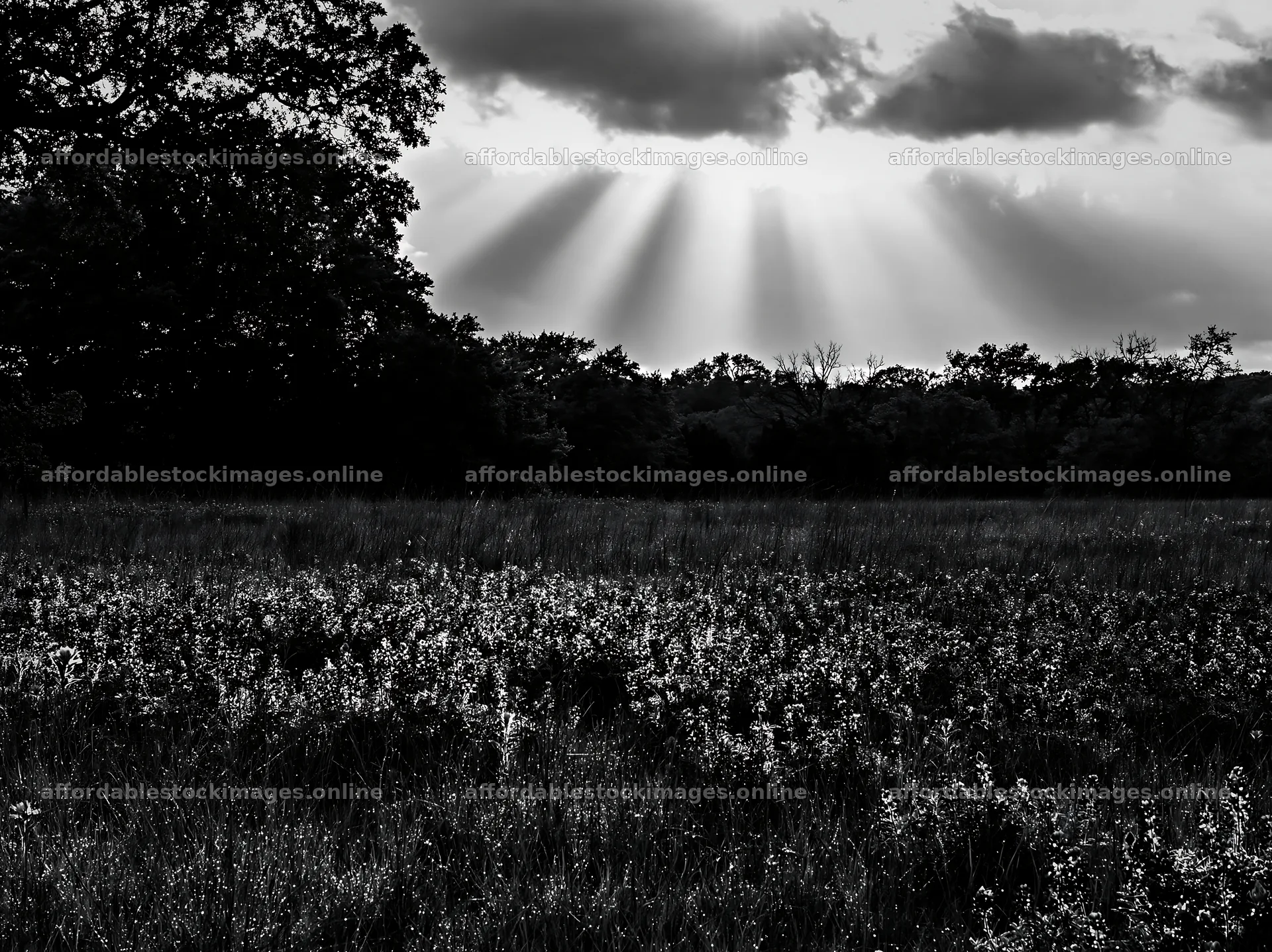Crepuscular rays shine through clouds over a meadow – stock images 9174x6866