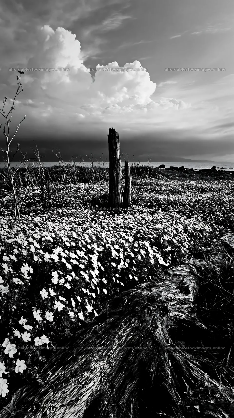 Ishikawa coastal meadow storm washed driftwood on the shore – stock images 5938x10608