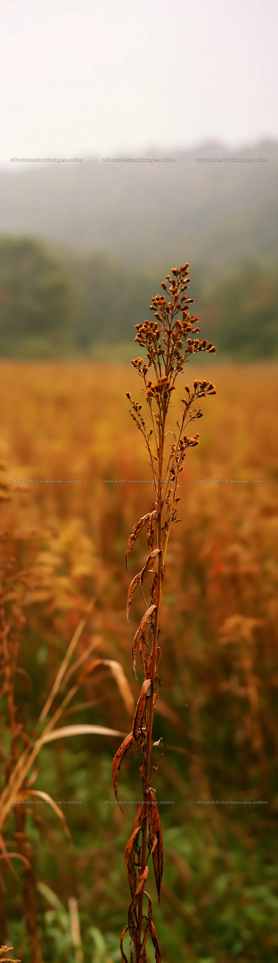 Iwate rain refreshed meadow seedhead foreground standing tall – stock images 4268x14762