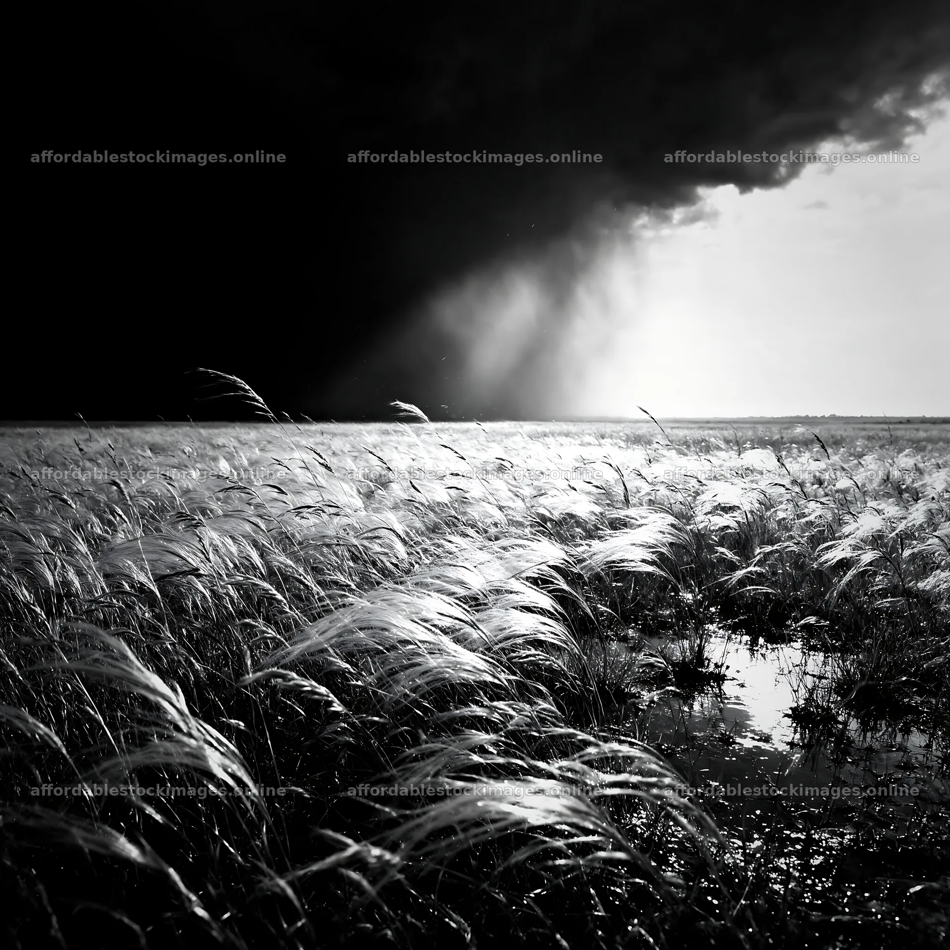 Seedhead meadow under dramatic sky with clouds and light – stock images 7938x7938