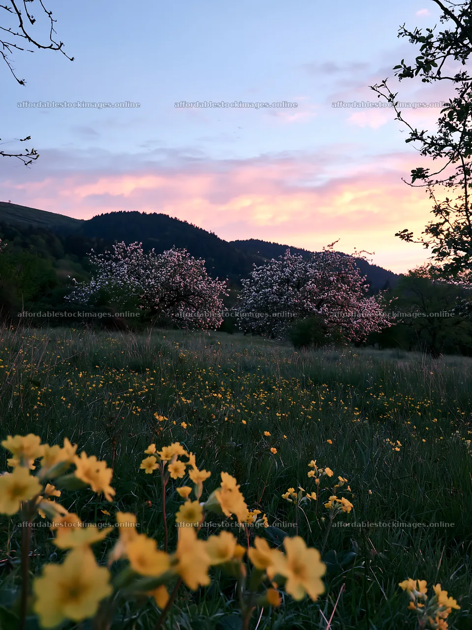Sunset apple meadow with flowers and trees in the background – stock images 6866x9174
