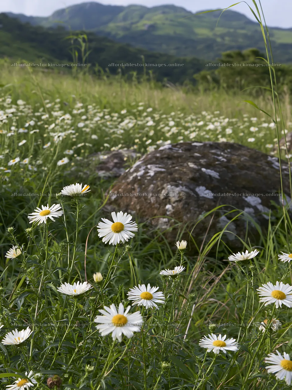 Oita highland meadow with flowers and granite stones – stock images 6866x9174