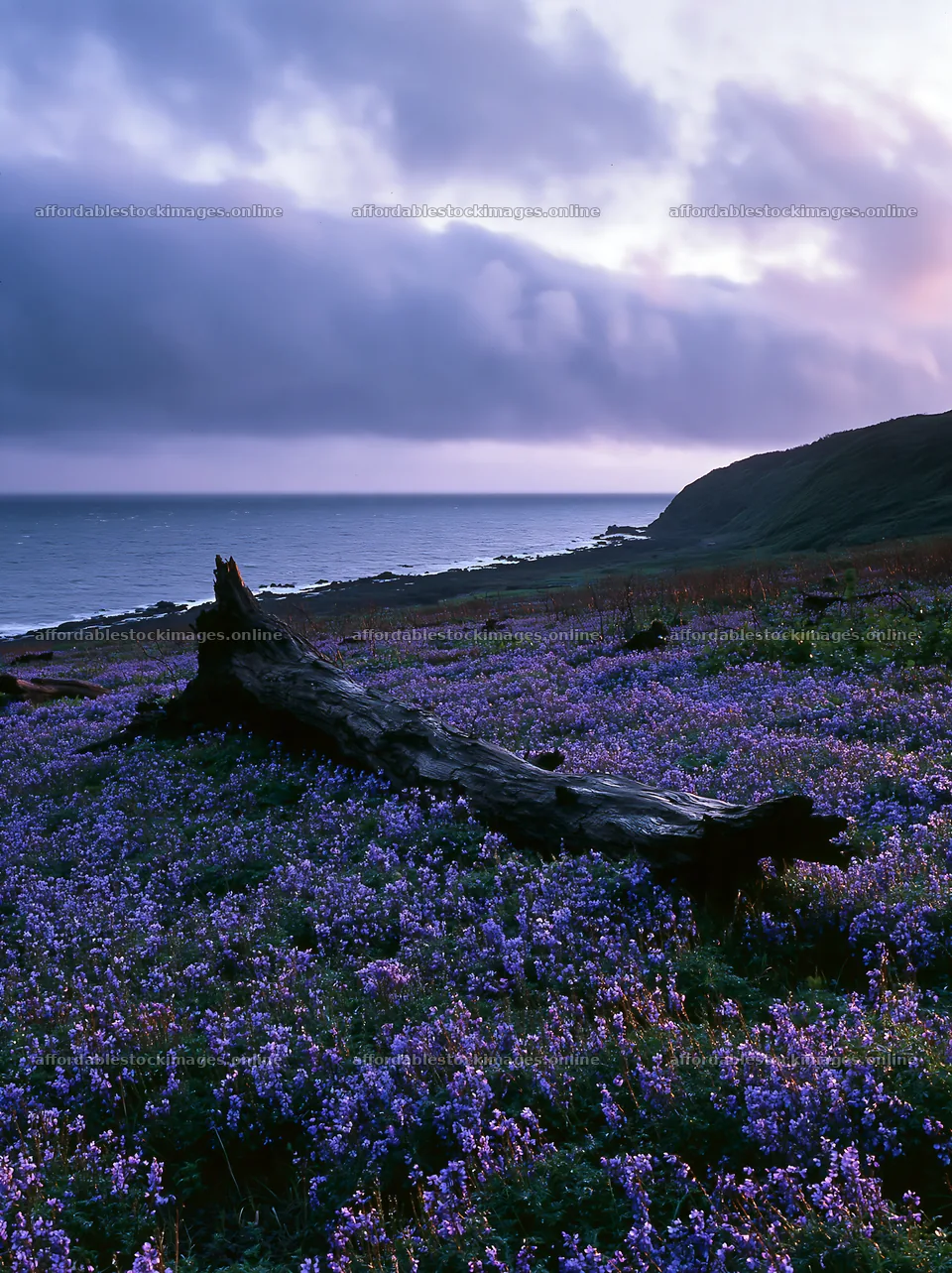 Ishikawa coastal meadow with storm washed driftwood – stock images 6866x9174