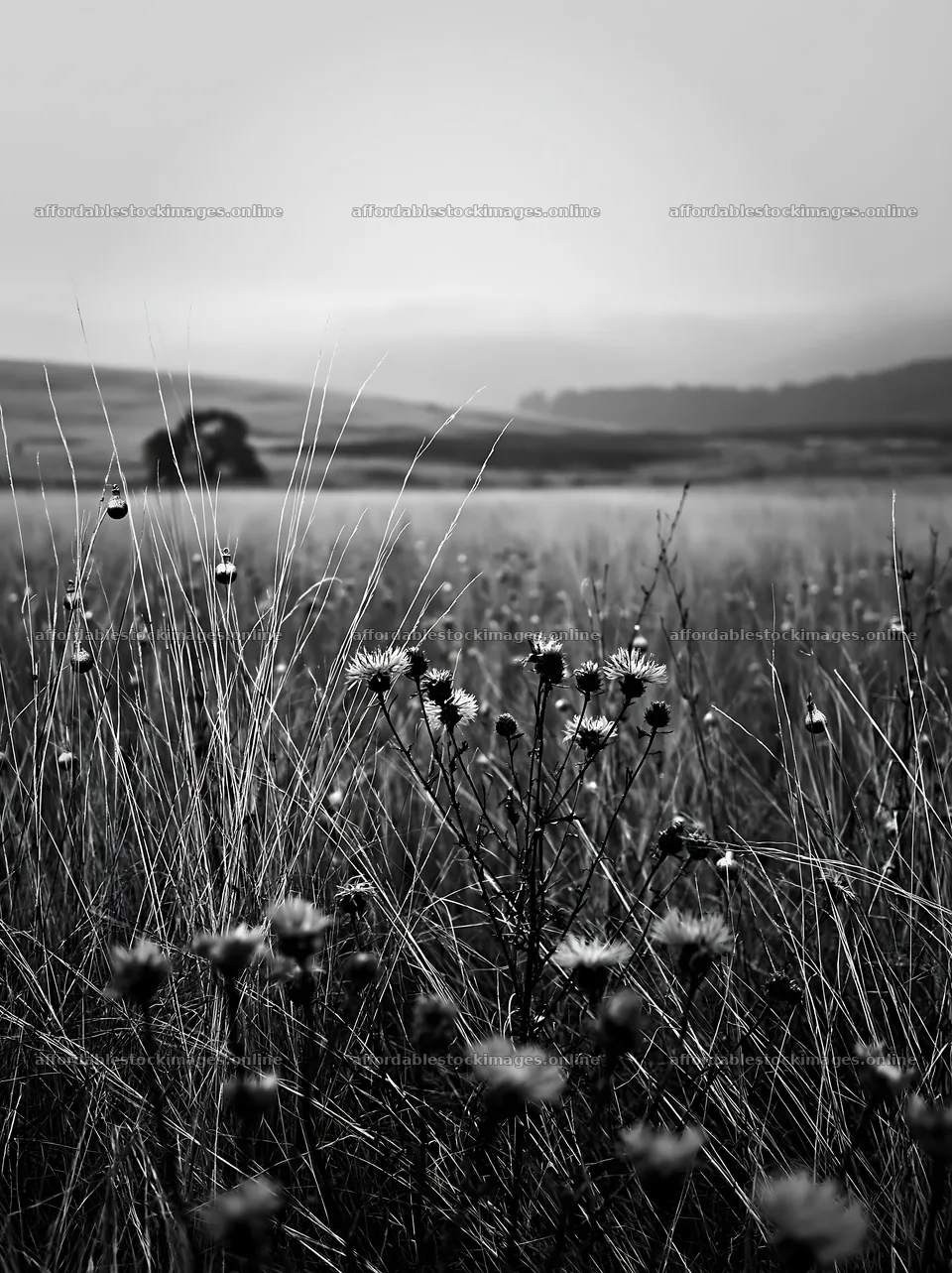 Open winter meadow with grasses and baubles during Christmas – stock images 6866x9174