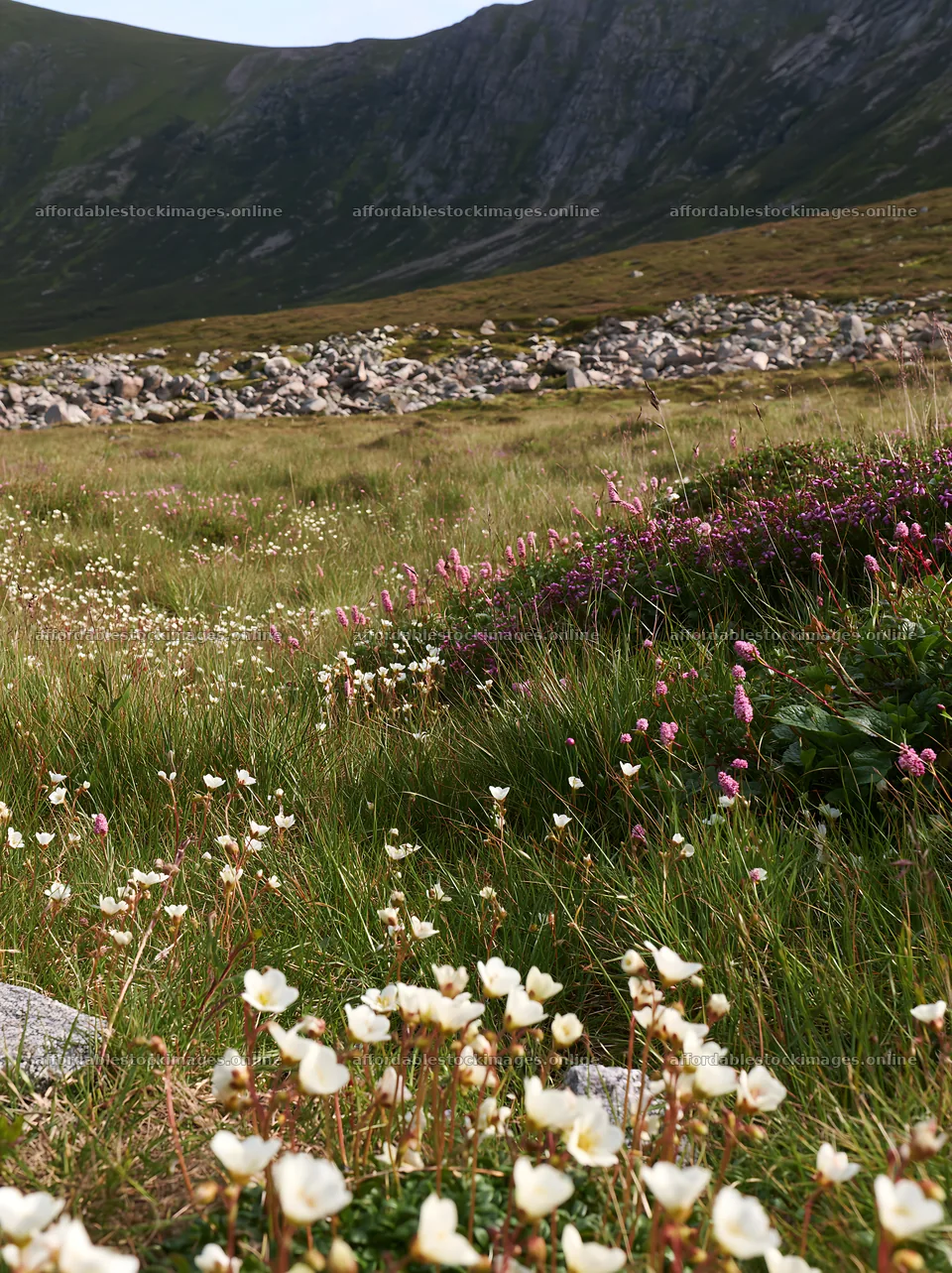Wildflowers growing in a rewilding meadow under blue skies – stock images 6866x9174