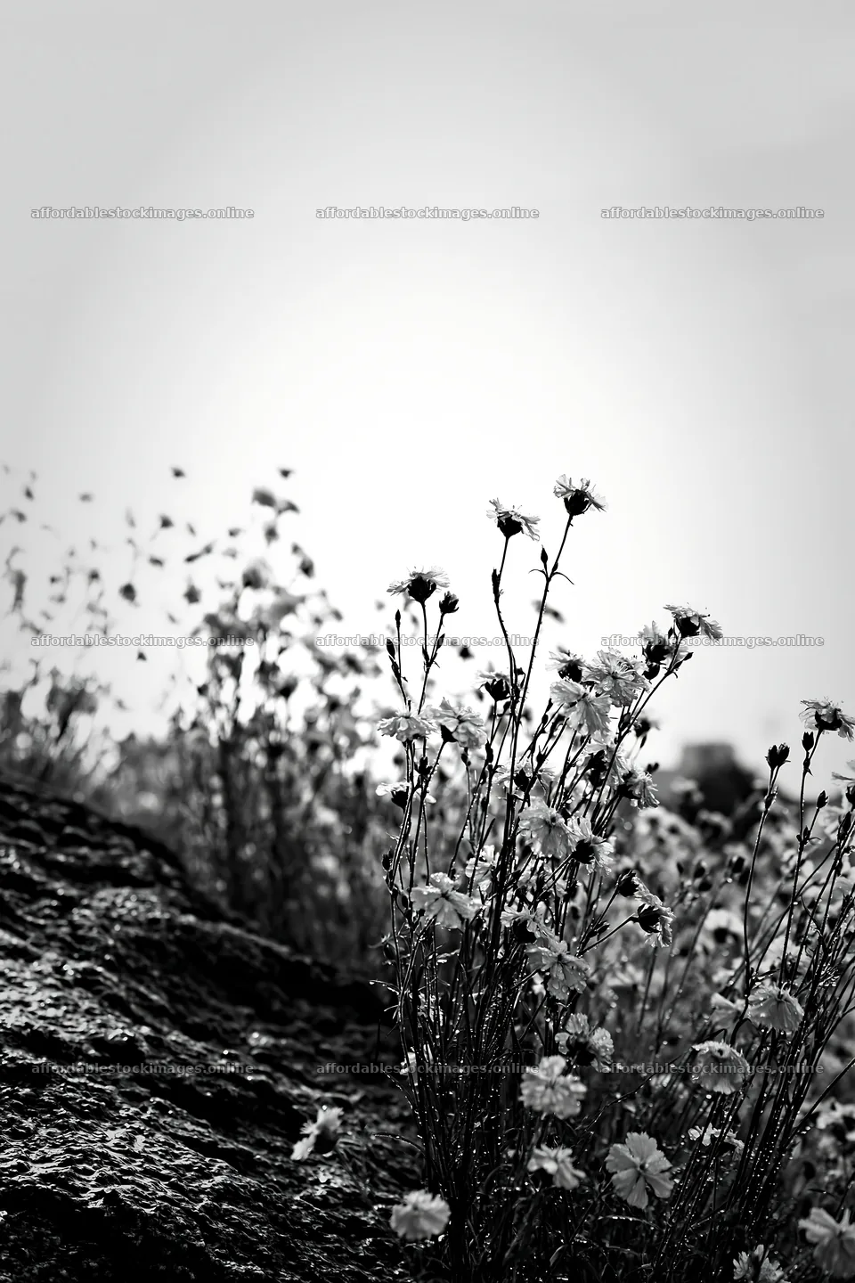 Hiroshima meadow with flowers and smooth rocks under rain – stock images 6480x9722