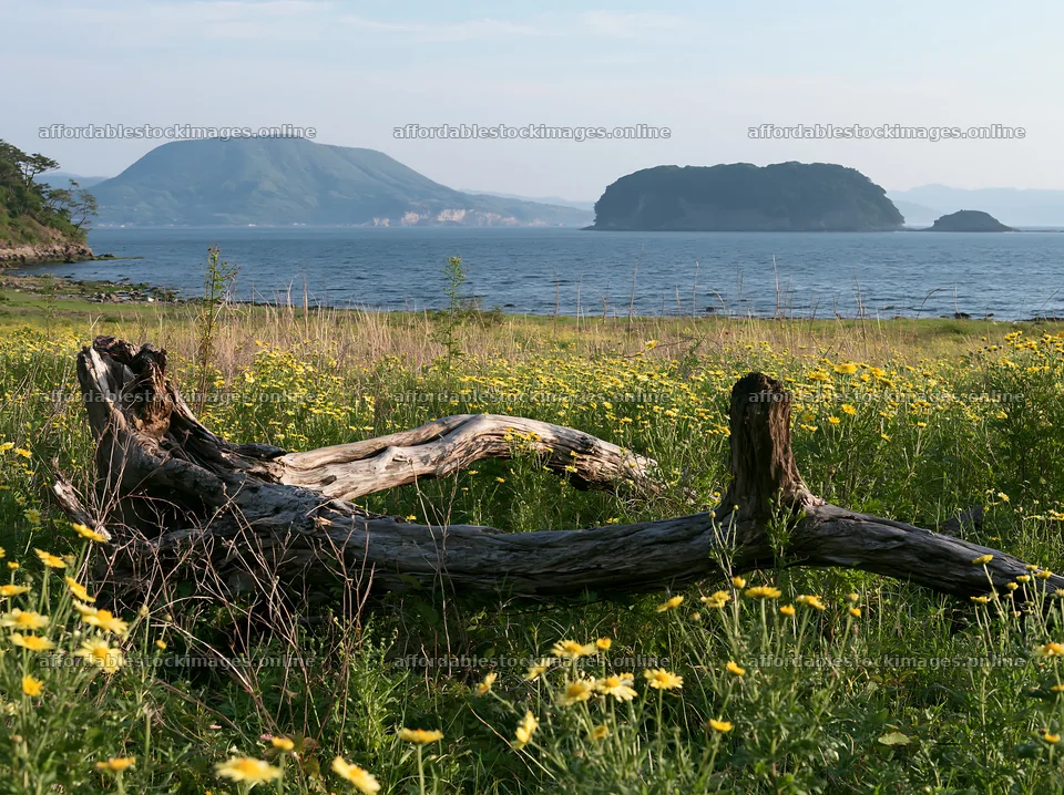 Nagasaki coastal meadow driftwood foreground mood – stock images 9174x6866