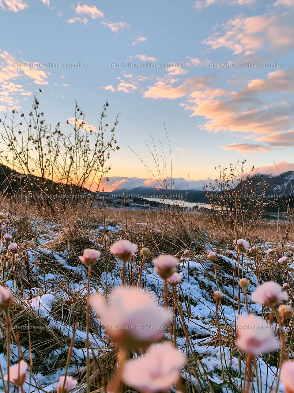 Christmas lights in an apple tree meadow at sunset – stock images 6866x9174