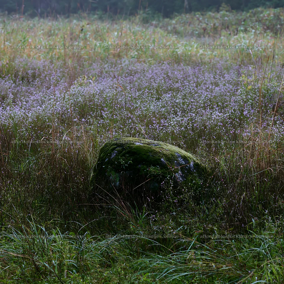 Miyagi spring recovery meadow mossy stone stands in a green – stock images 7938x7938