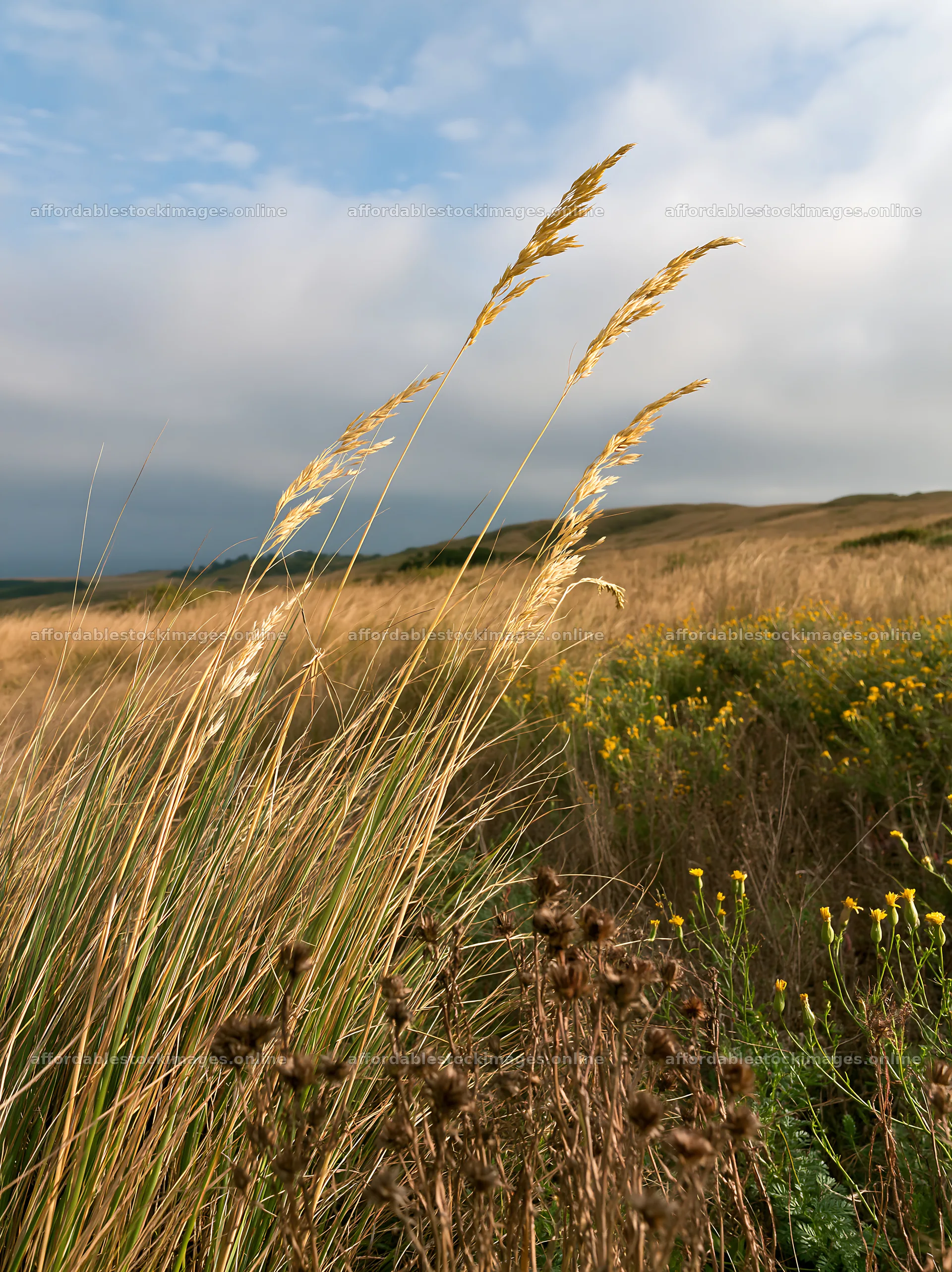 Drought-tolerant meadow with tall grass and wildflowers – stock images 6866x9174