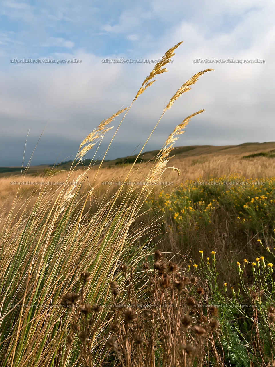 Drought-tolerant meadow with tall grass and wildflowers – stock images 6866x9174