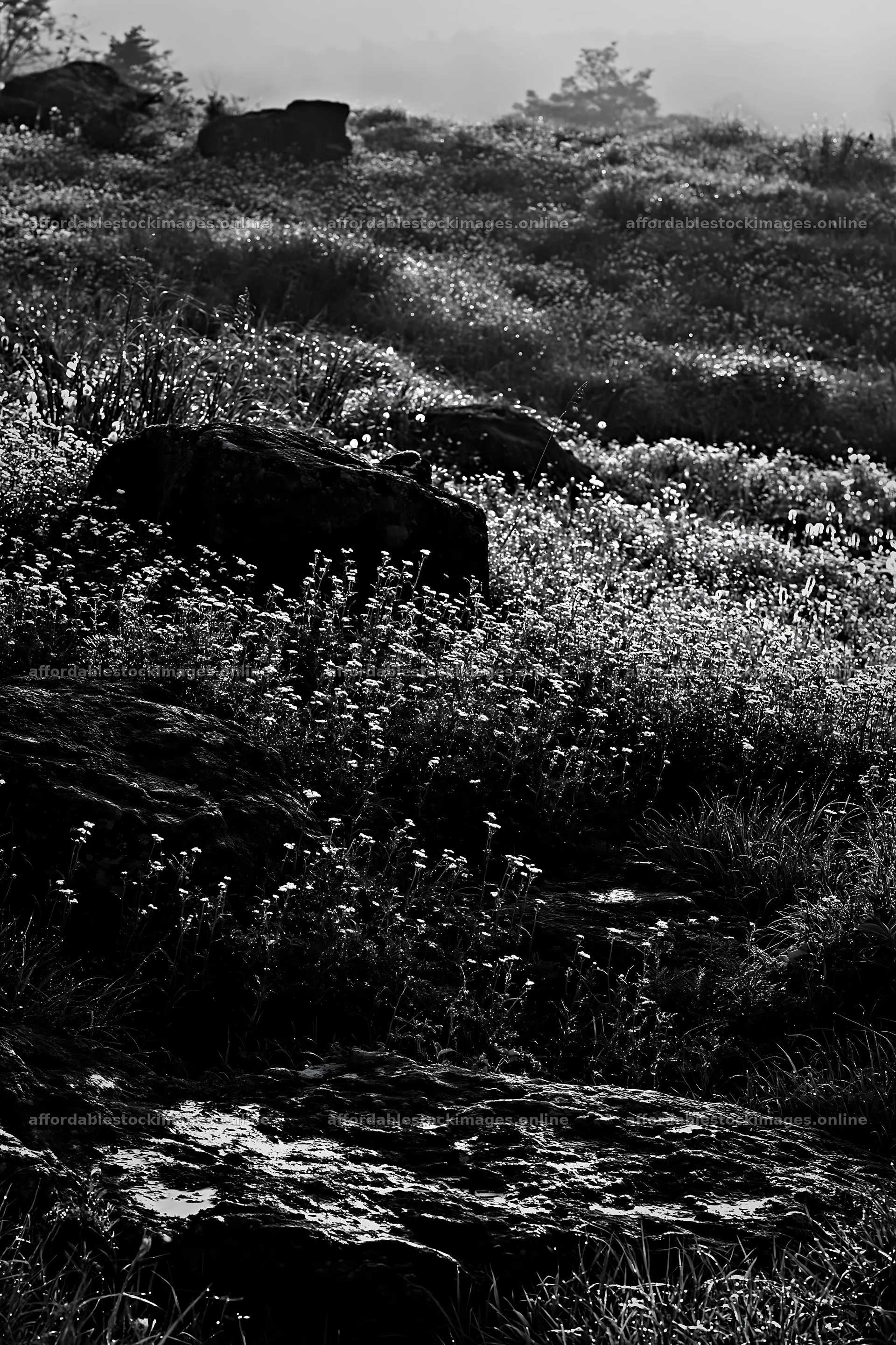 Oita highland meadow with granite stones in black and white – stock images 6480x9722