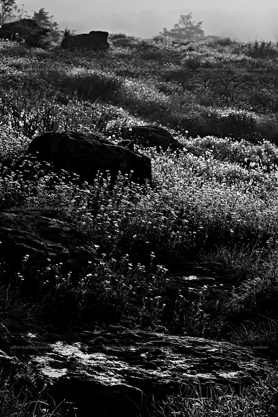 Oita highland meadow with granite stones in black and white – stock images 6480x9722