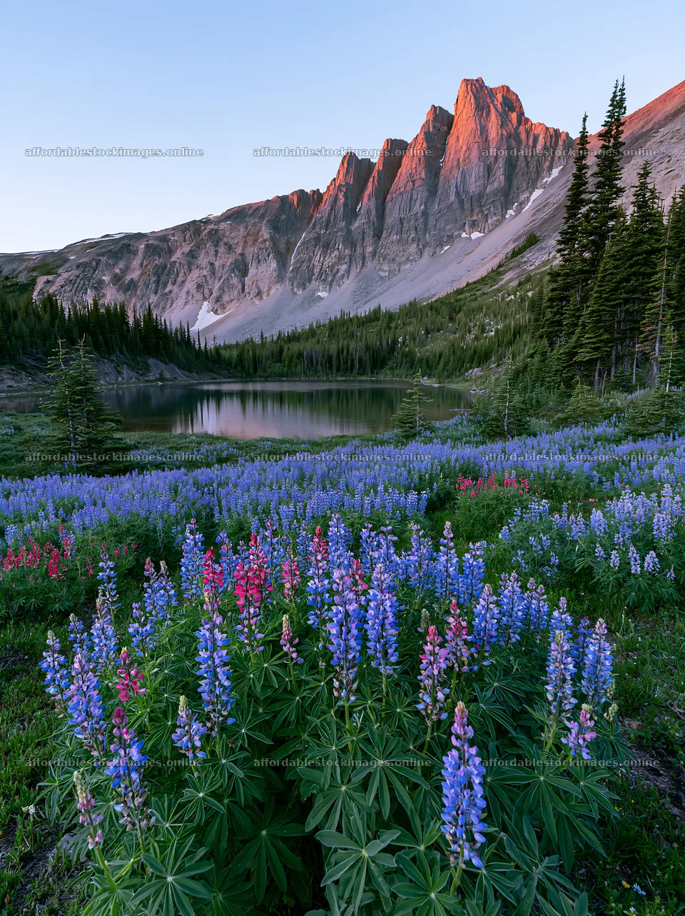 Colorful lupine meadow with mountains and lake at sunset – stock images 6866x9174