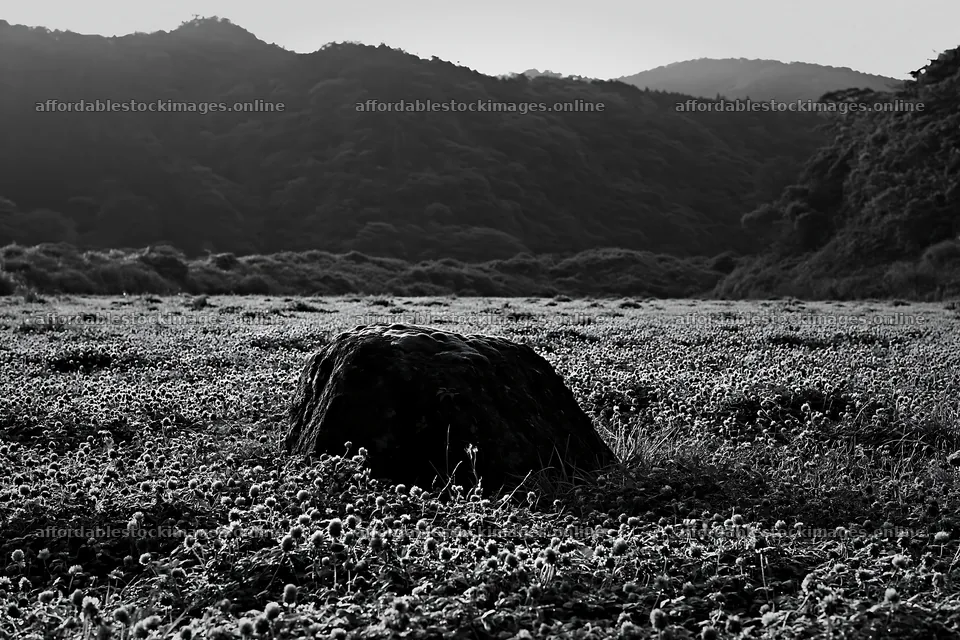 Mossy stone in Miyagi spring recovery meadow – stock images 9722x6480