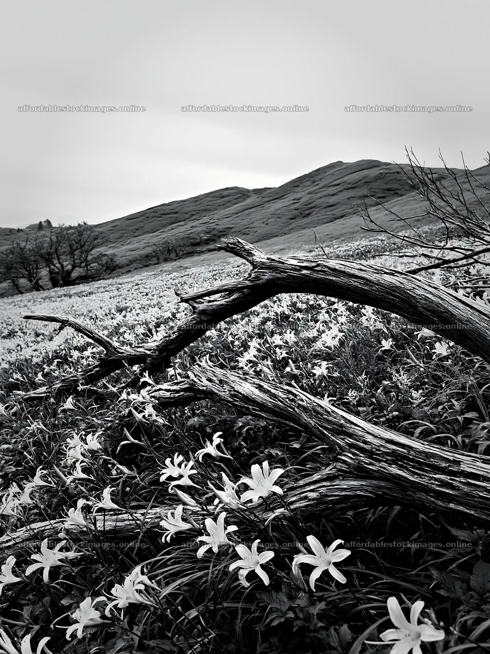 Yamagata rewilded meadow fallen branch foreground with yellow – stock images 6866x9174