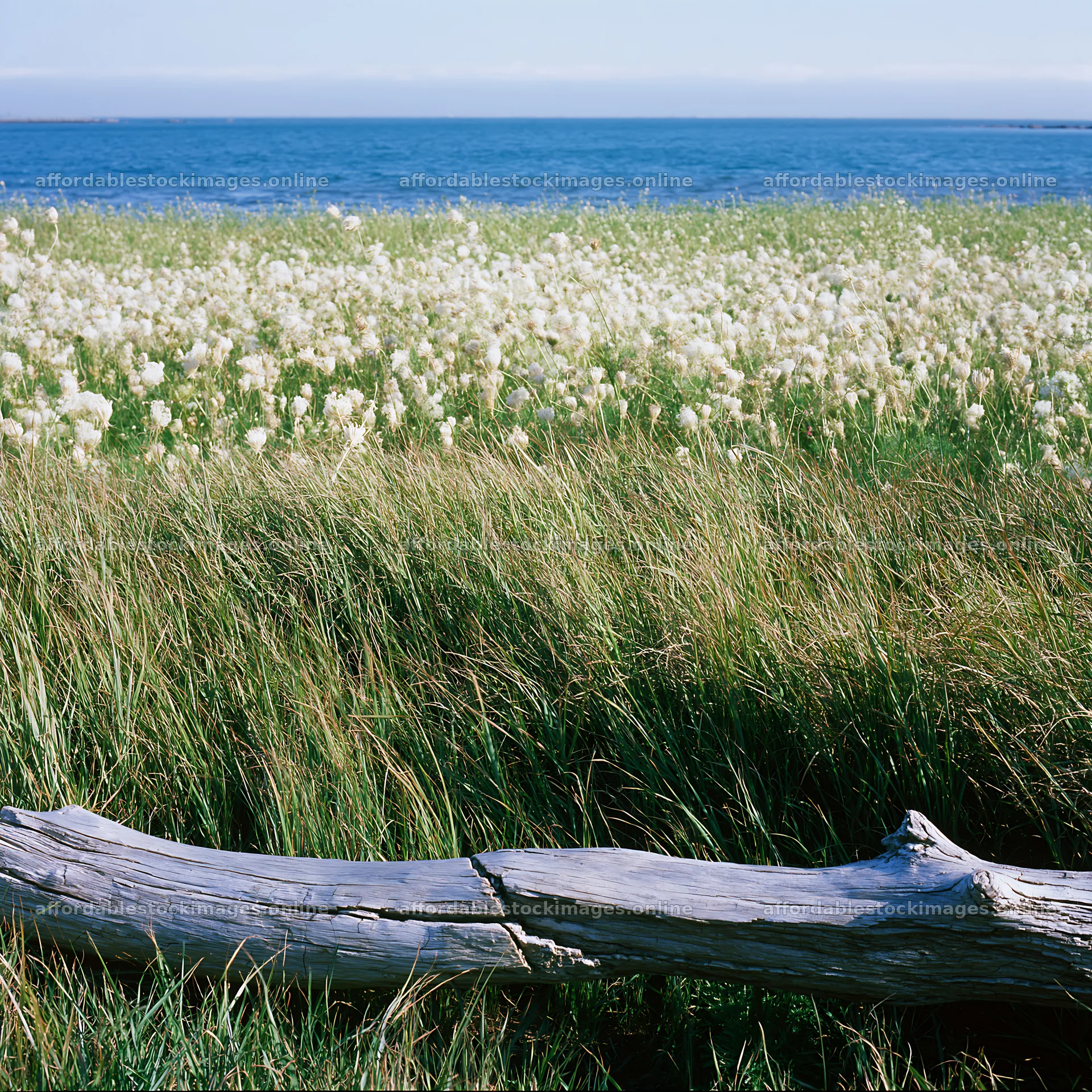 Chiba coastal climate meadow driftwood foreground – stock images 7938x7938