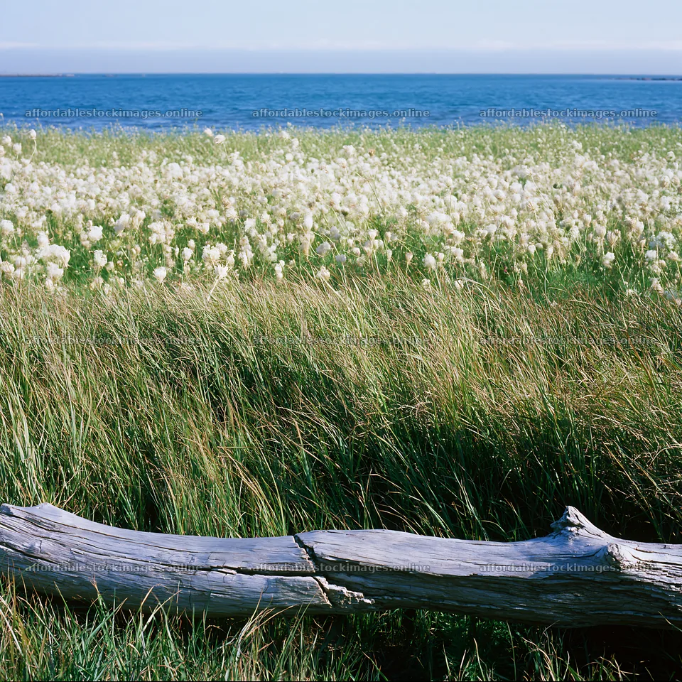Chiba coastal climate meadow driftwood foreground – stock images 7938x7938