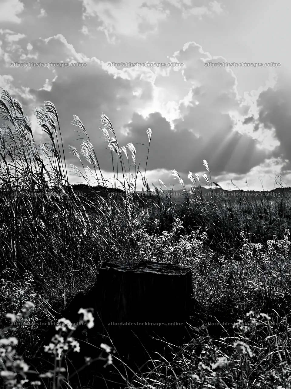 Fukushima native meadow with weathered stump – stock images 6866x9174