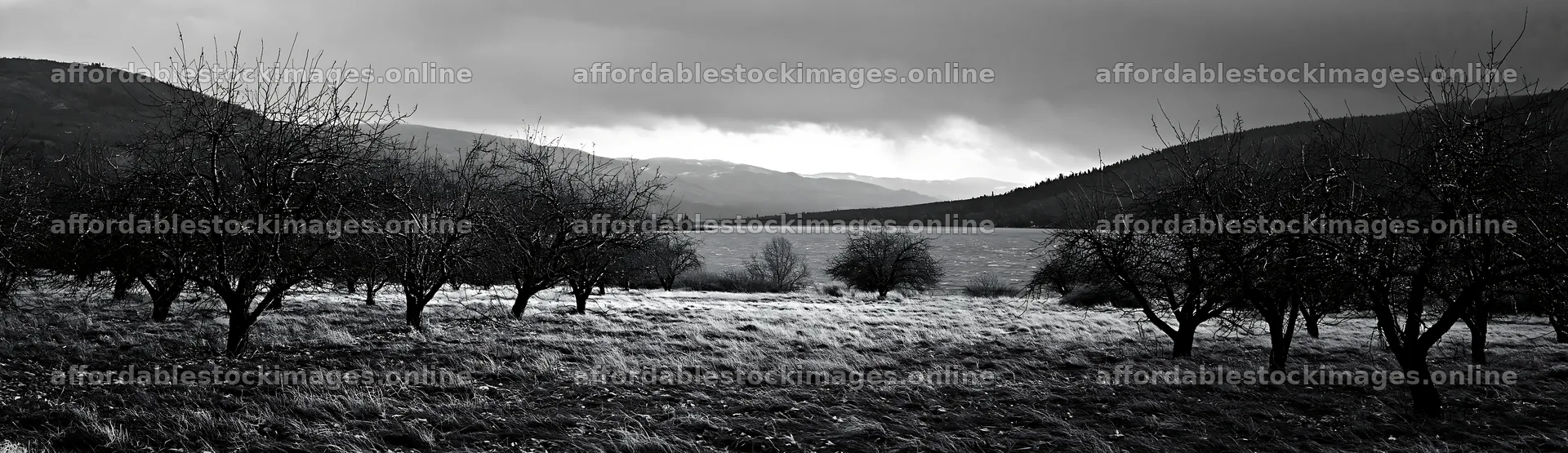 Lakeside orchard meadow with trees and distant mountains – stock images 14762x4268