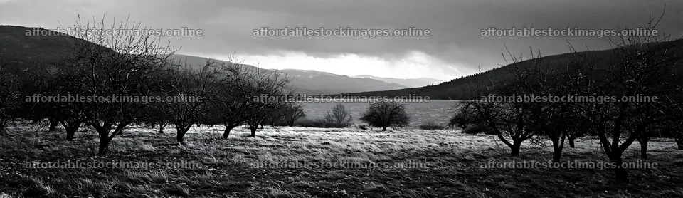 Lakeside orchard meadow with trees and distant mountains – stock images 14762x4268
