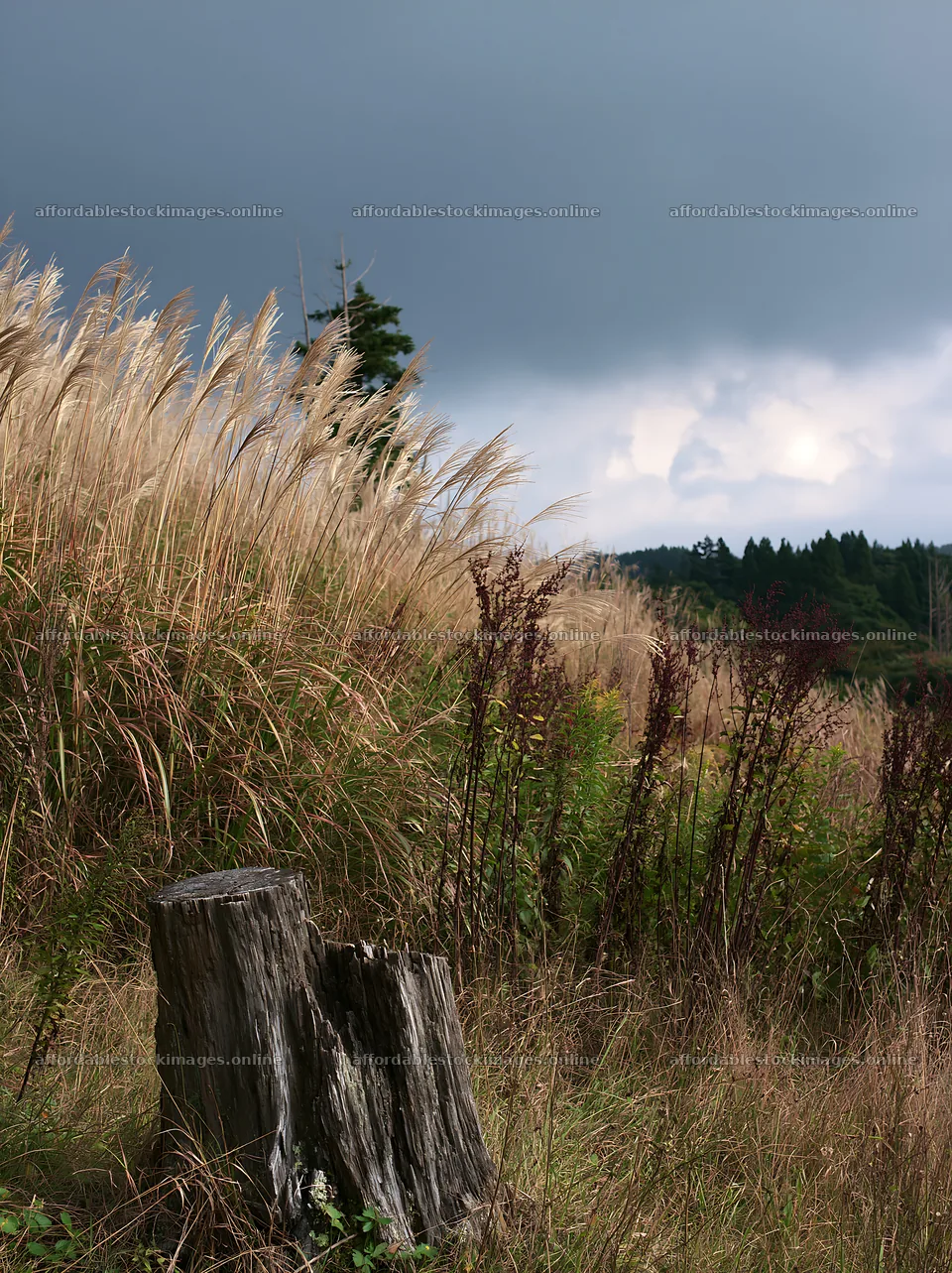 Fukushima native meadow with weathered stump – stock images 6866x9174