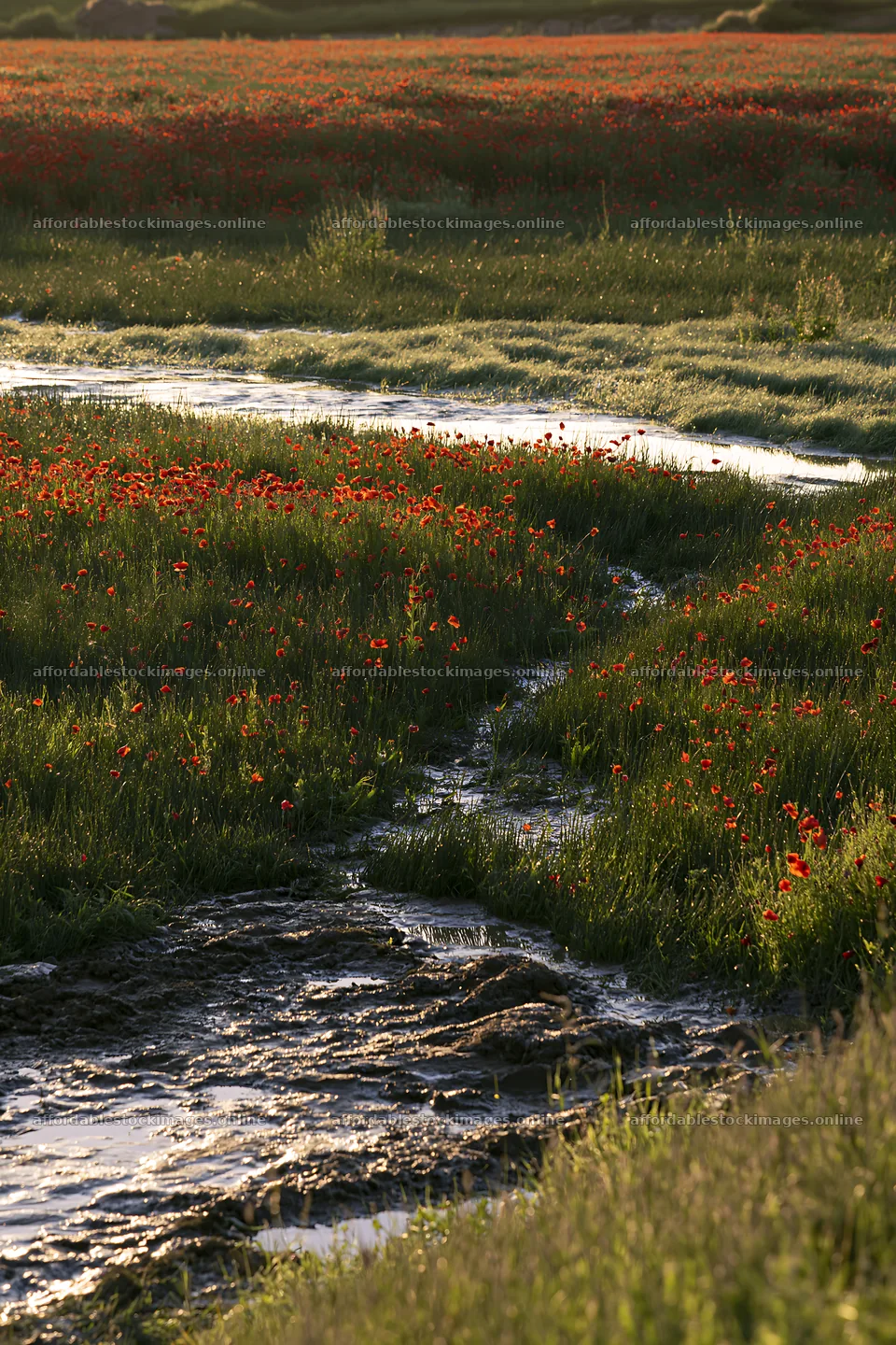 High contrast meadow with watercourse and red flowers – stock images 6480x9722