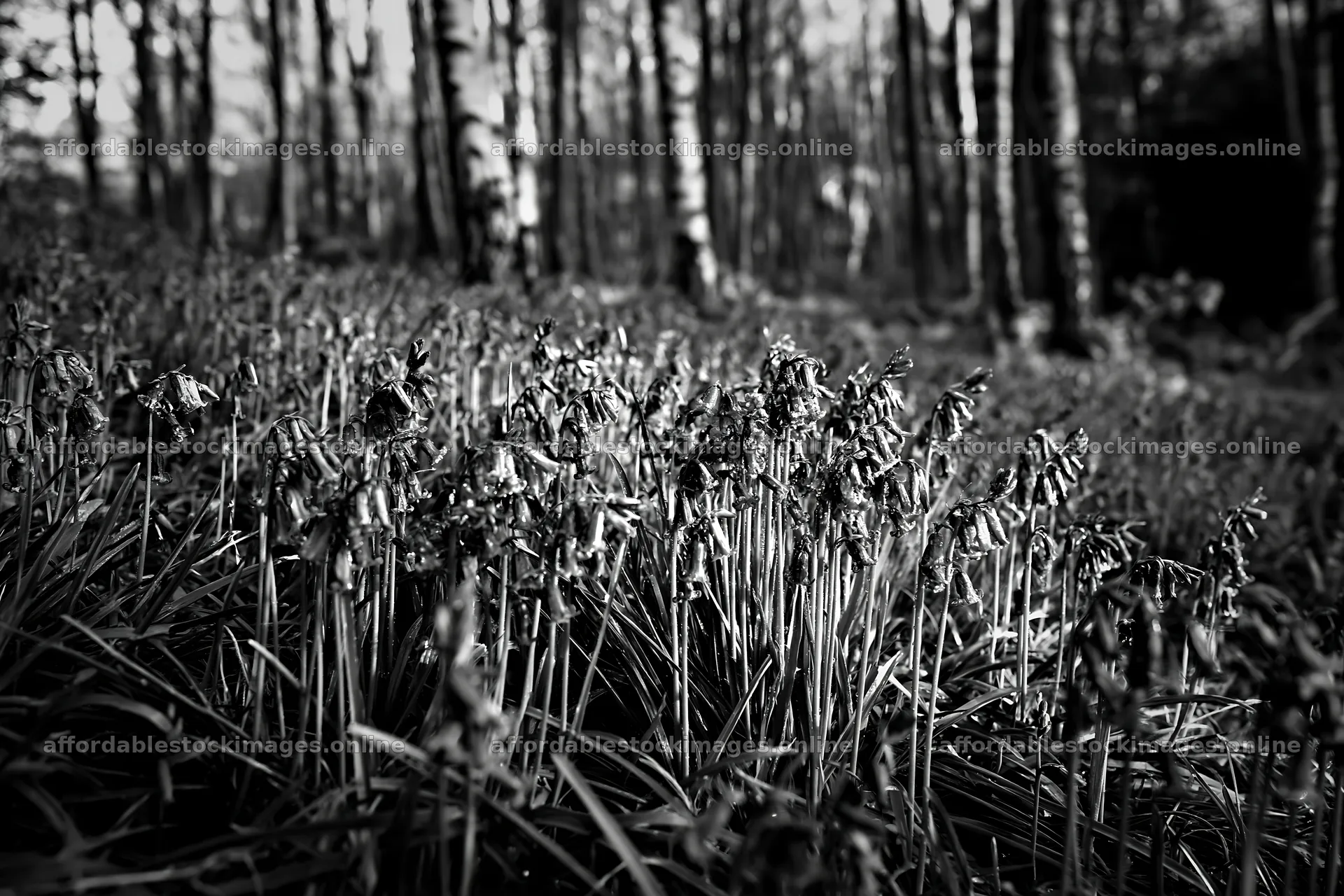 Forest edge meadow with bluebells in the sunlight – stock images 9722x6480