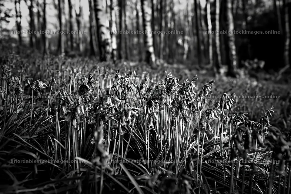 Forest edge meadow with bluebells in the sunlight – stock images 9722x6480